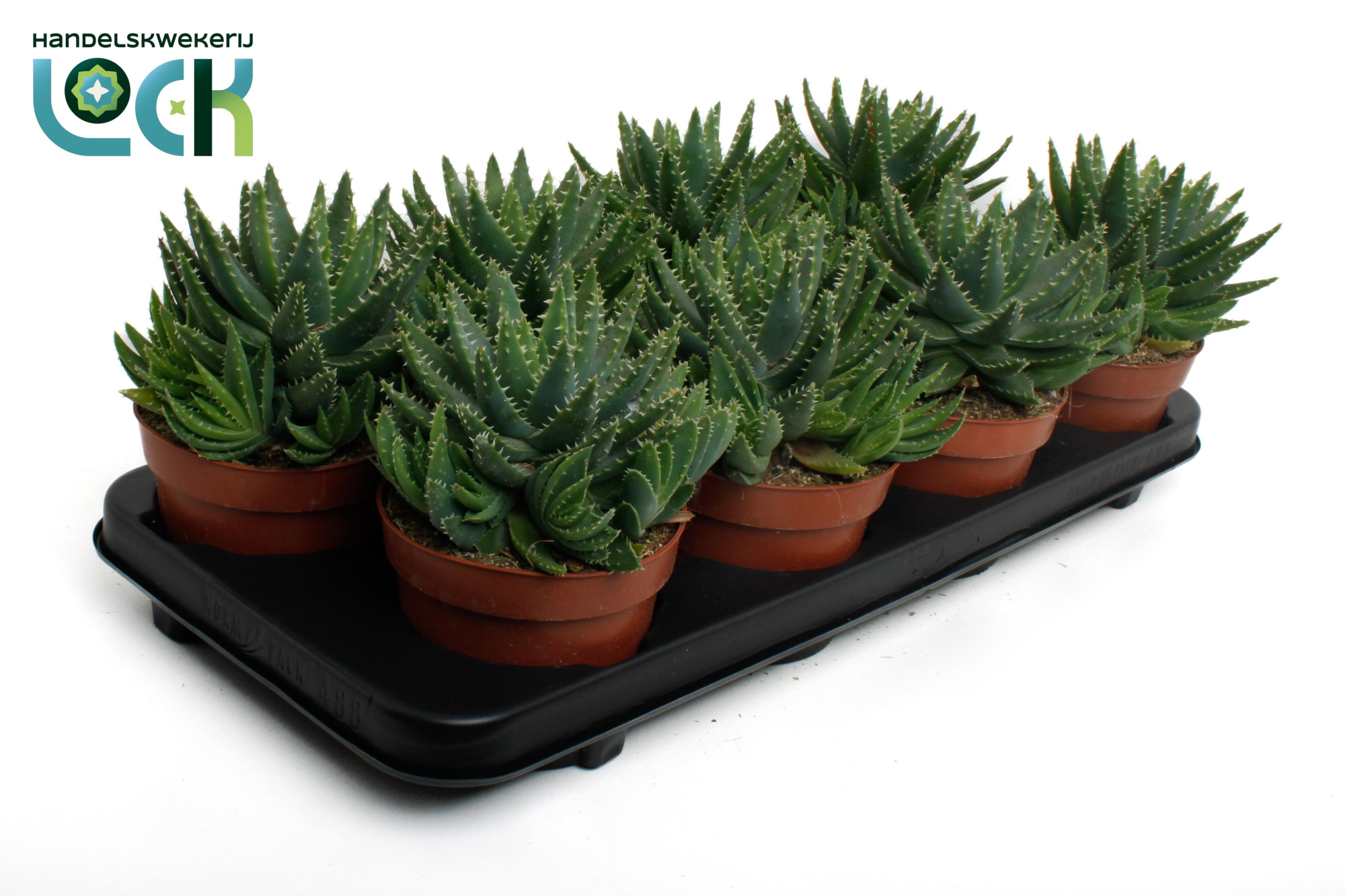 Aloë Brevifolia, D 12