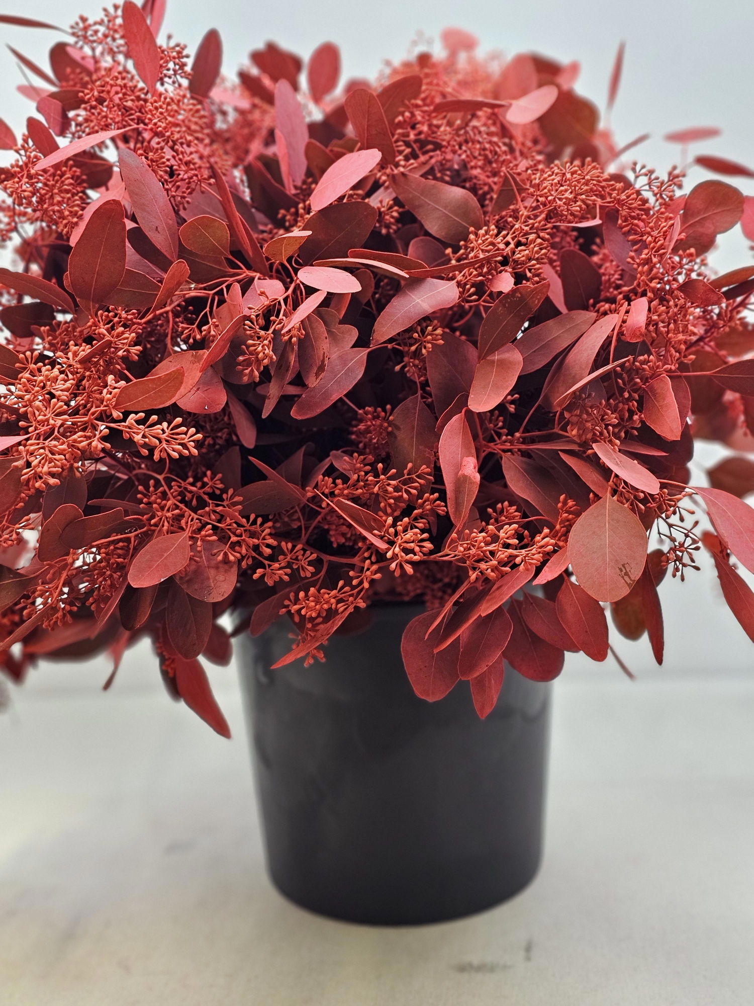 Эвкалипт Палиантемос Крашеный (с ягодами) за пучок (краш. ) 70, пуч.