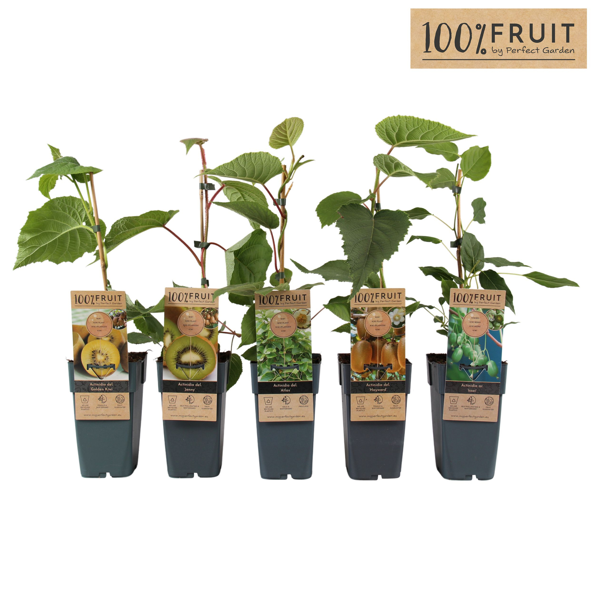 Actinidia mix laag P15, D 15 cm