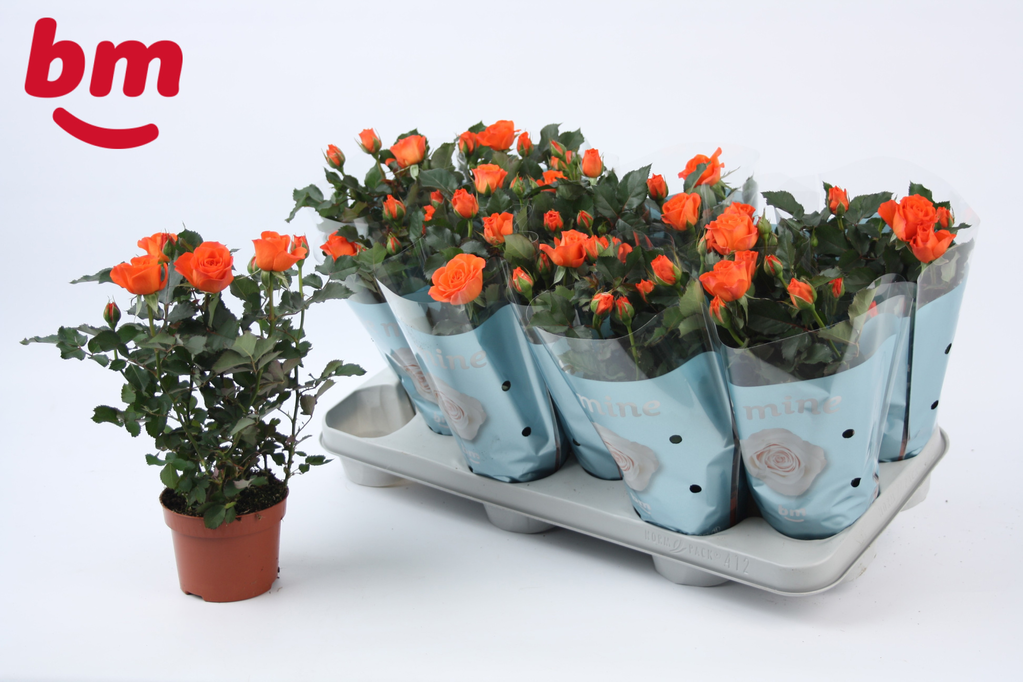 Rosa Orange Jewel Beau Monde (10,5 cm), D 10,5