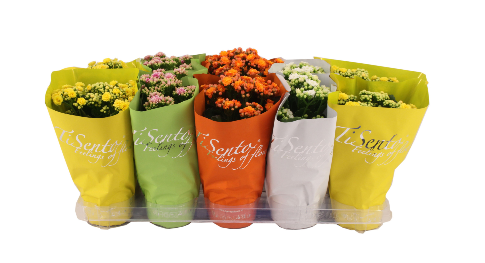 Calandiva 12 cm Paasmix, D 12