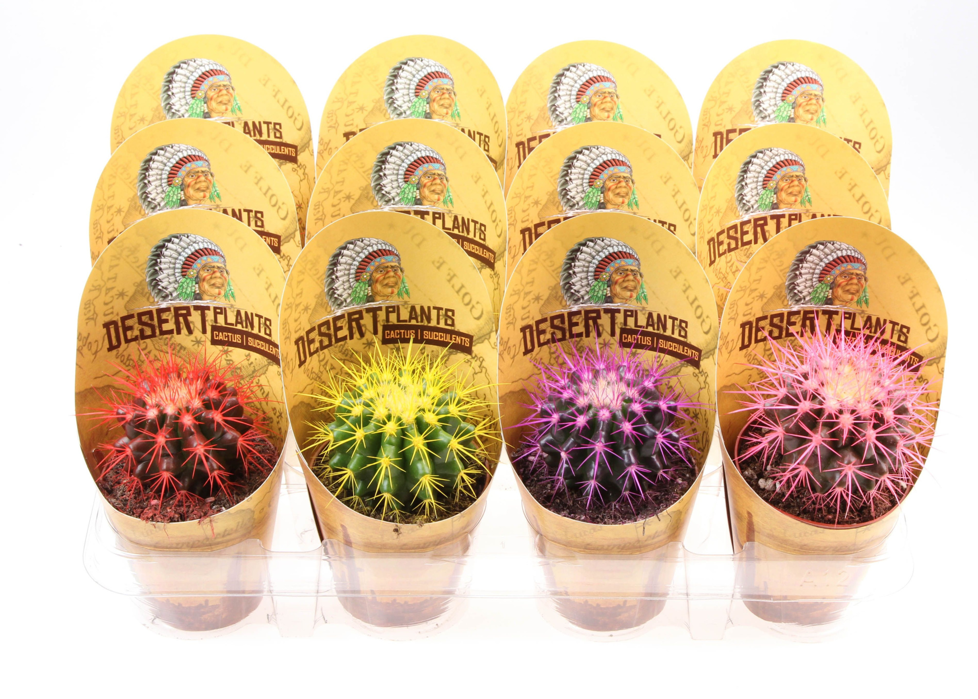 Potcover desert plants grusonii rainbow, D 8,5