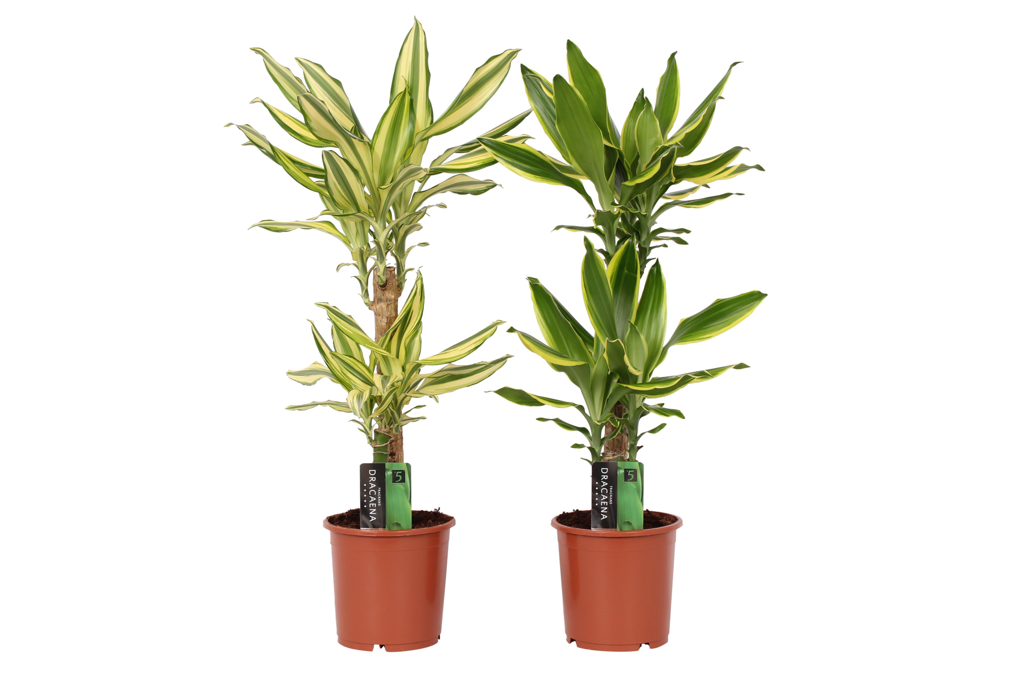 Dracaena 2 color mix, 17 cm pot, D 17