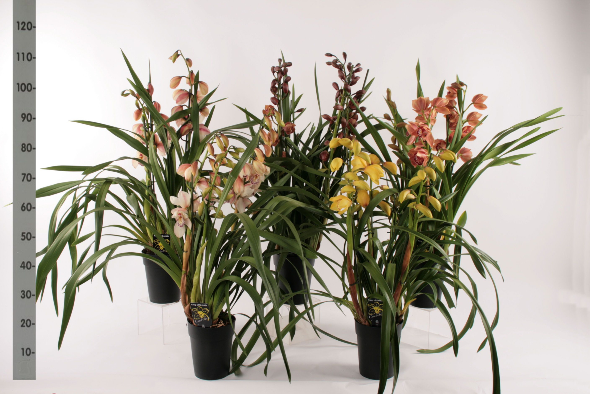 Cymbidium groot bloemig mix 2 tak, D 14