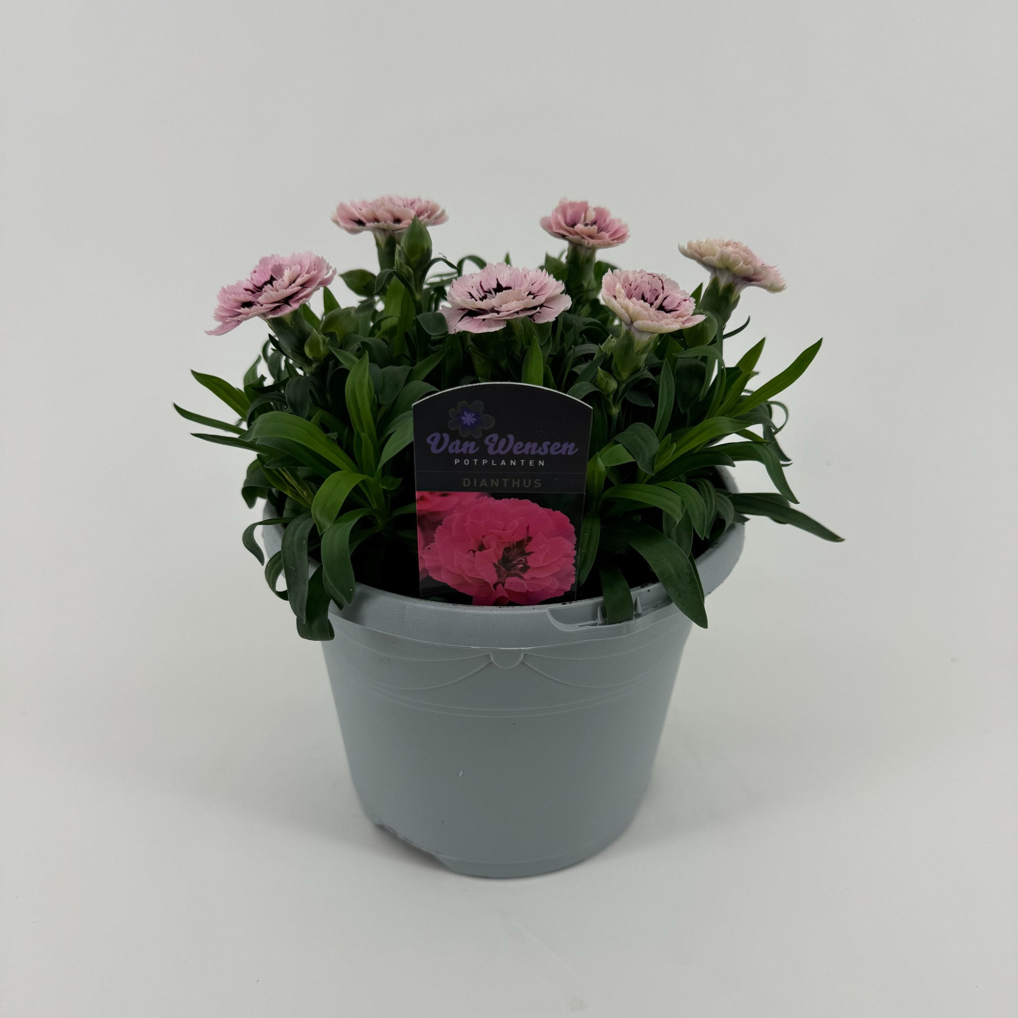 Dianthus 'Oscar' Purple Star, D 17 cm