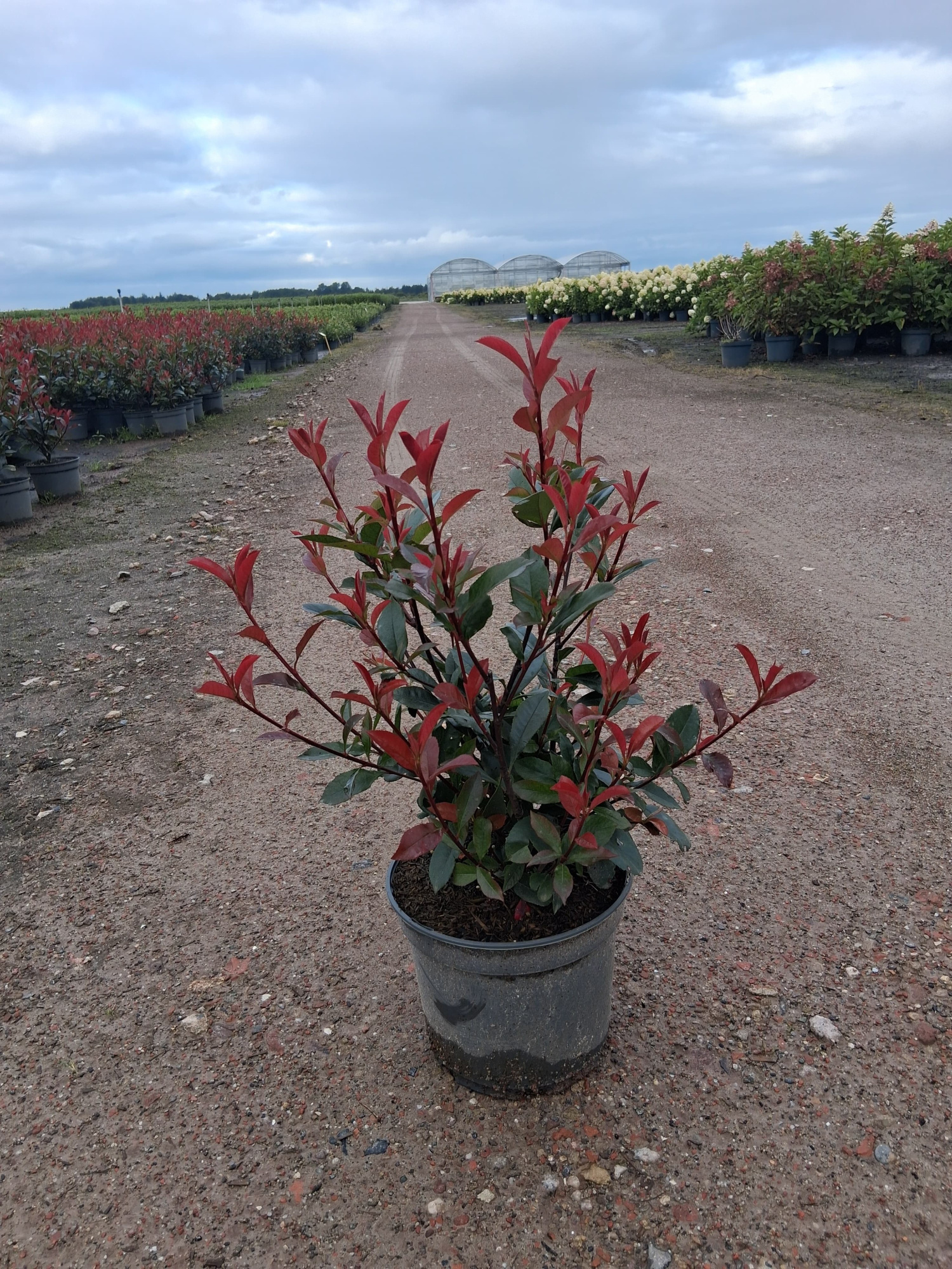 Photinia fra. 'Perfecta'®, D 23 cm