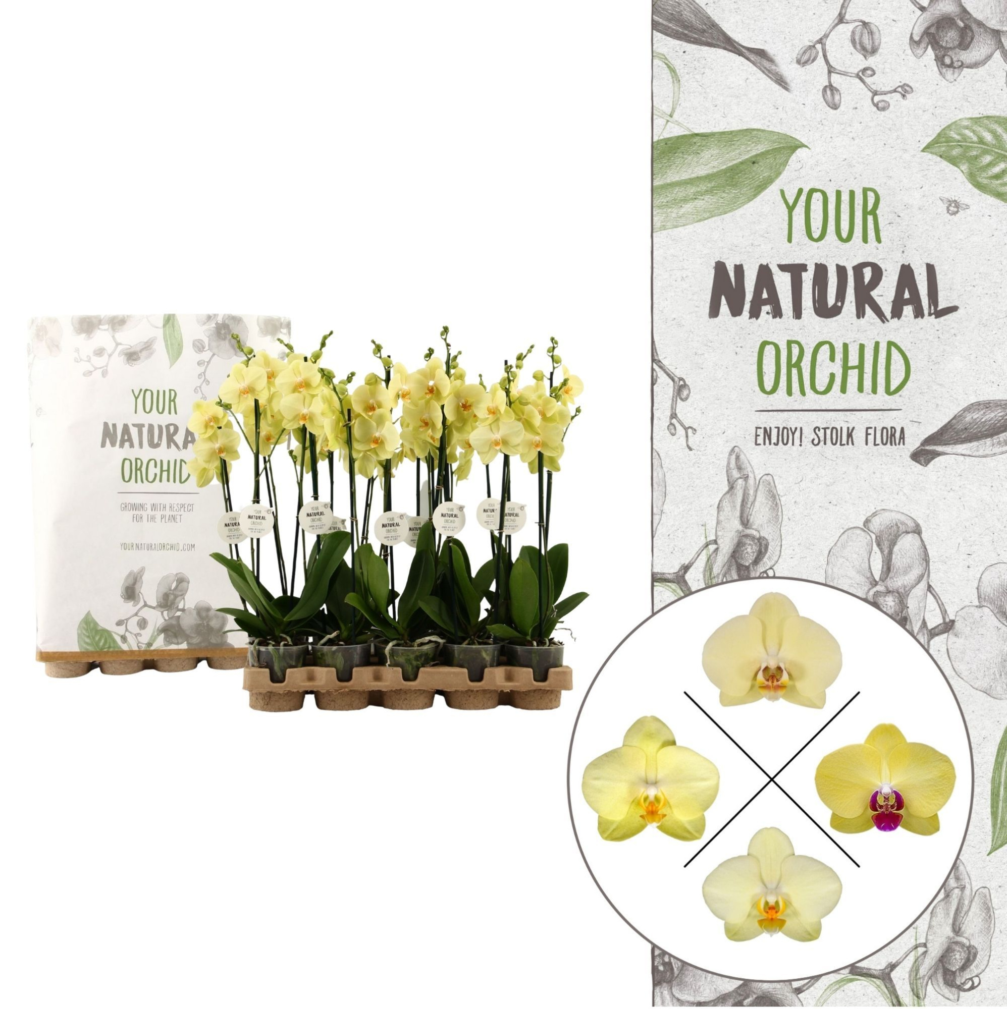 Your Natural Orchid | Eco Yellow | Phalaenopsis 2 spike, D 12 cm