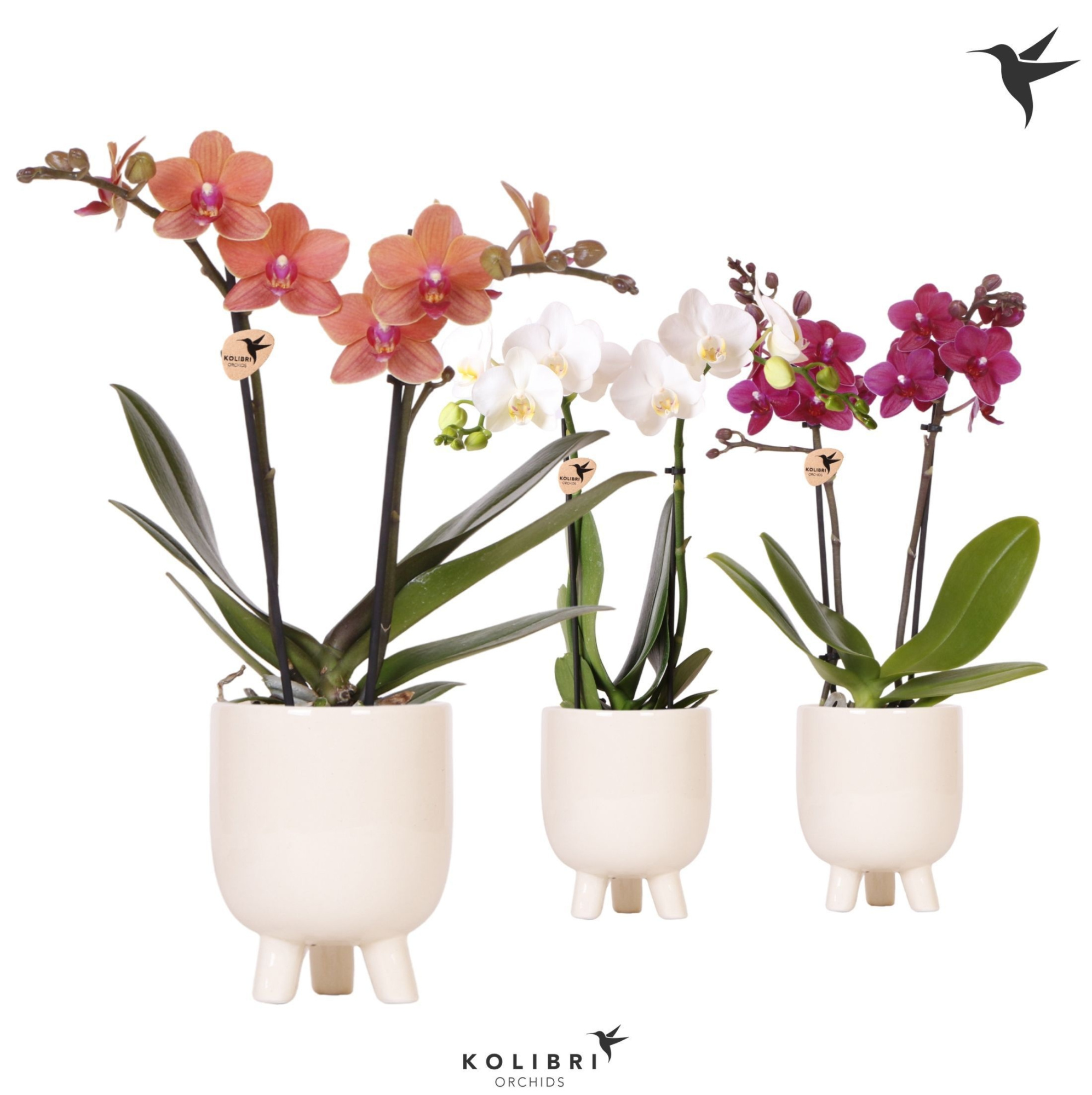 Kolibri Orchids Phalaenopsis mix 2 spike in Gummy pot travertine, D 9