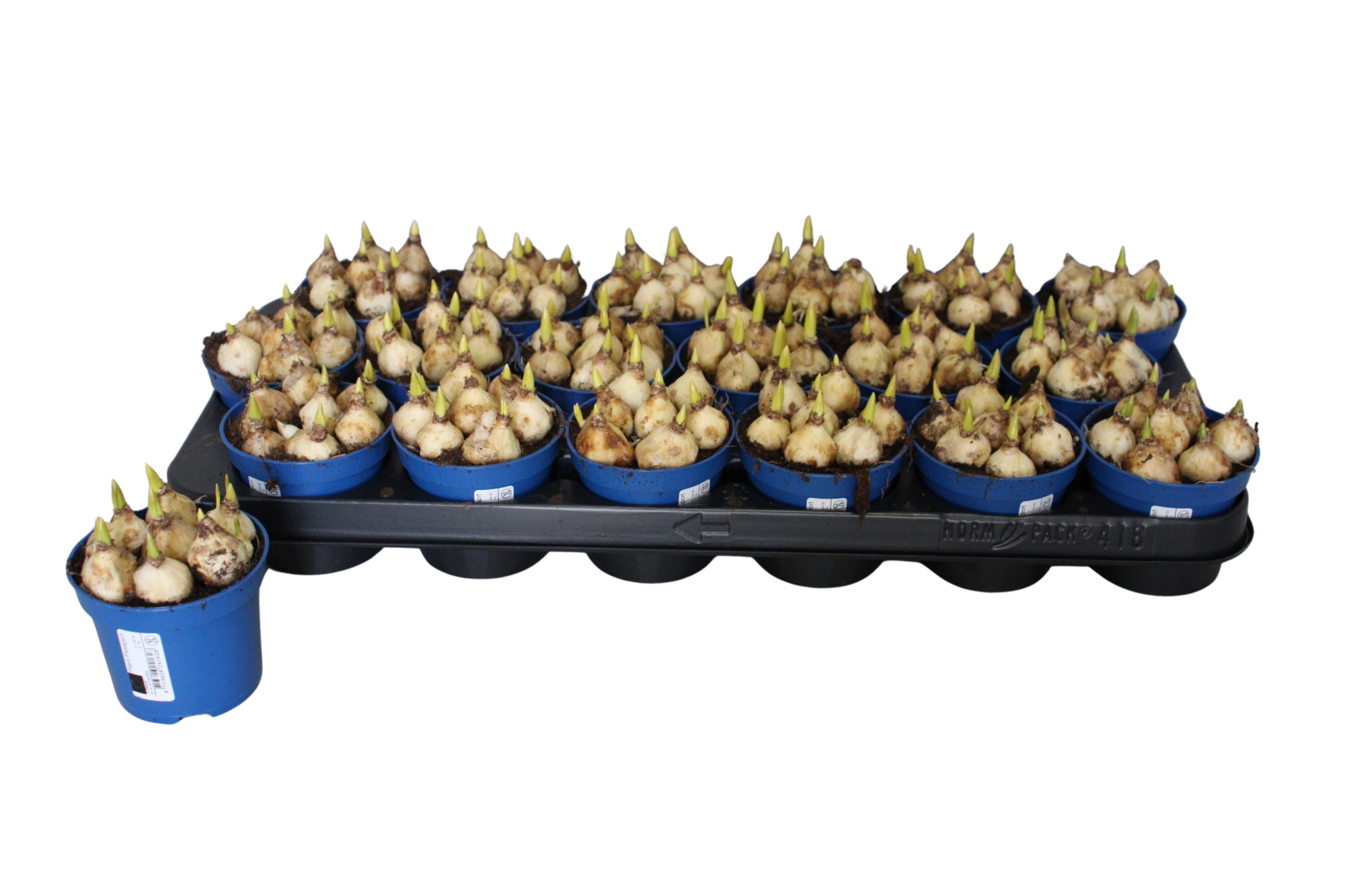 Muscari Atlantic P9 without etiket, D 9