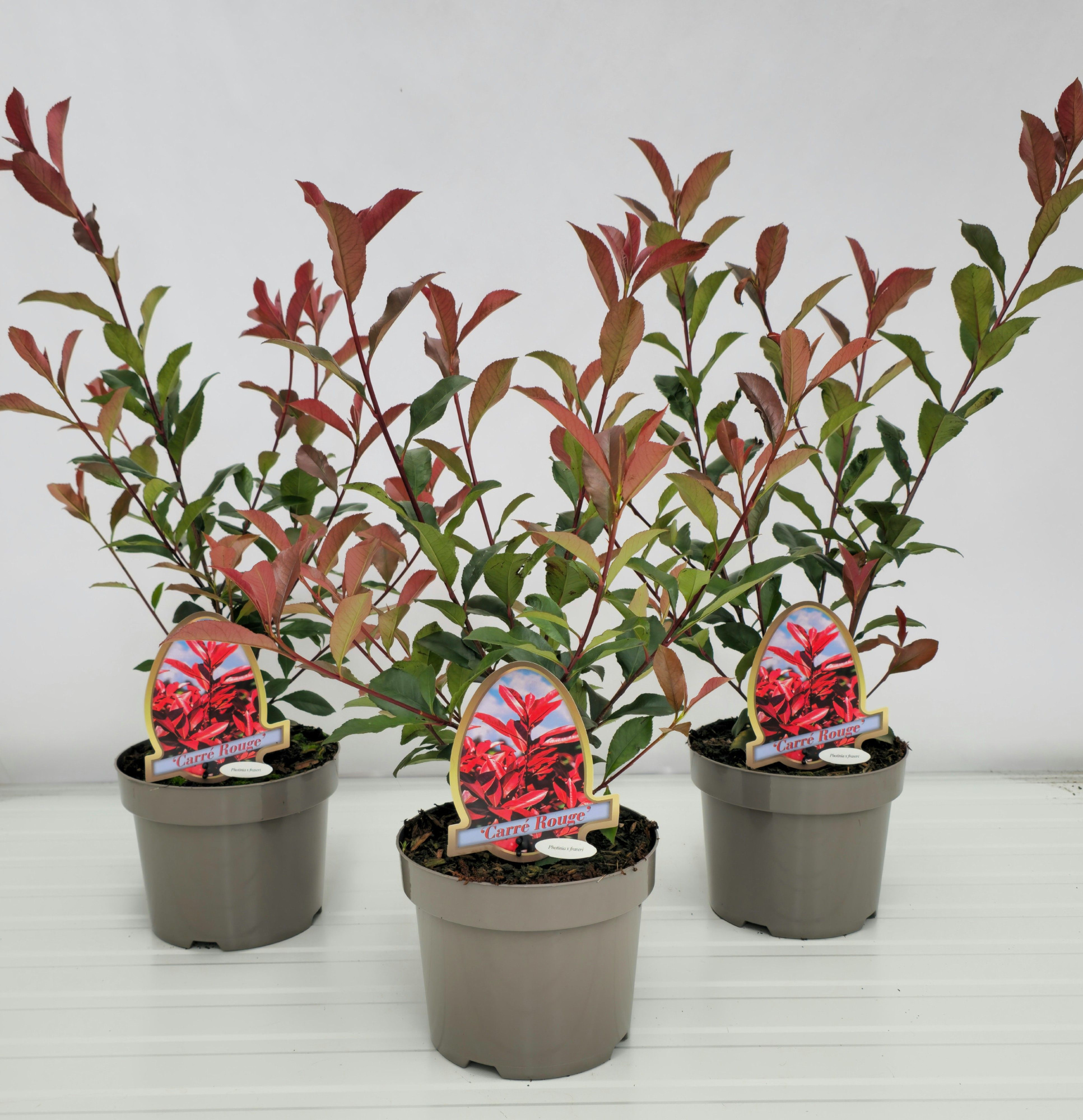 Photinia fraseri 'Carré Rouge', D 20 cm