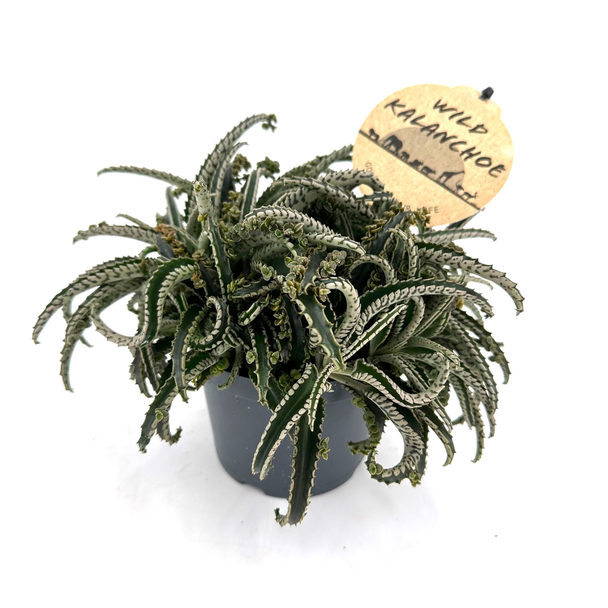 Wild Kalanchoe "Daigremontiana "Octupus, D 12 cm