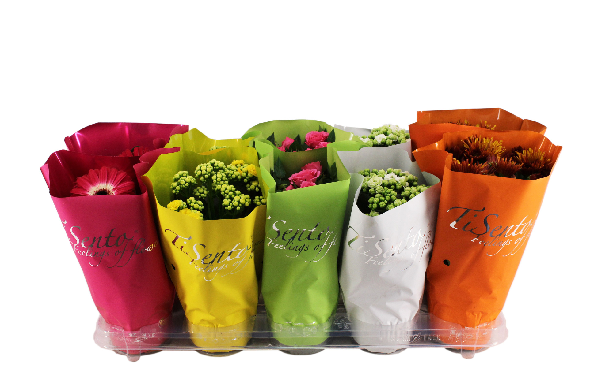 Bloeimix 12 cm | Lente, D 12