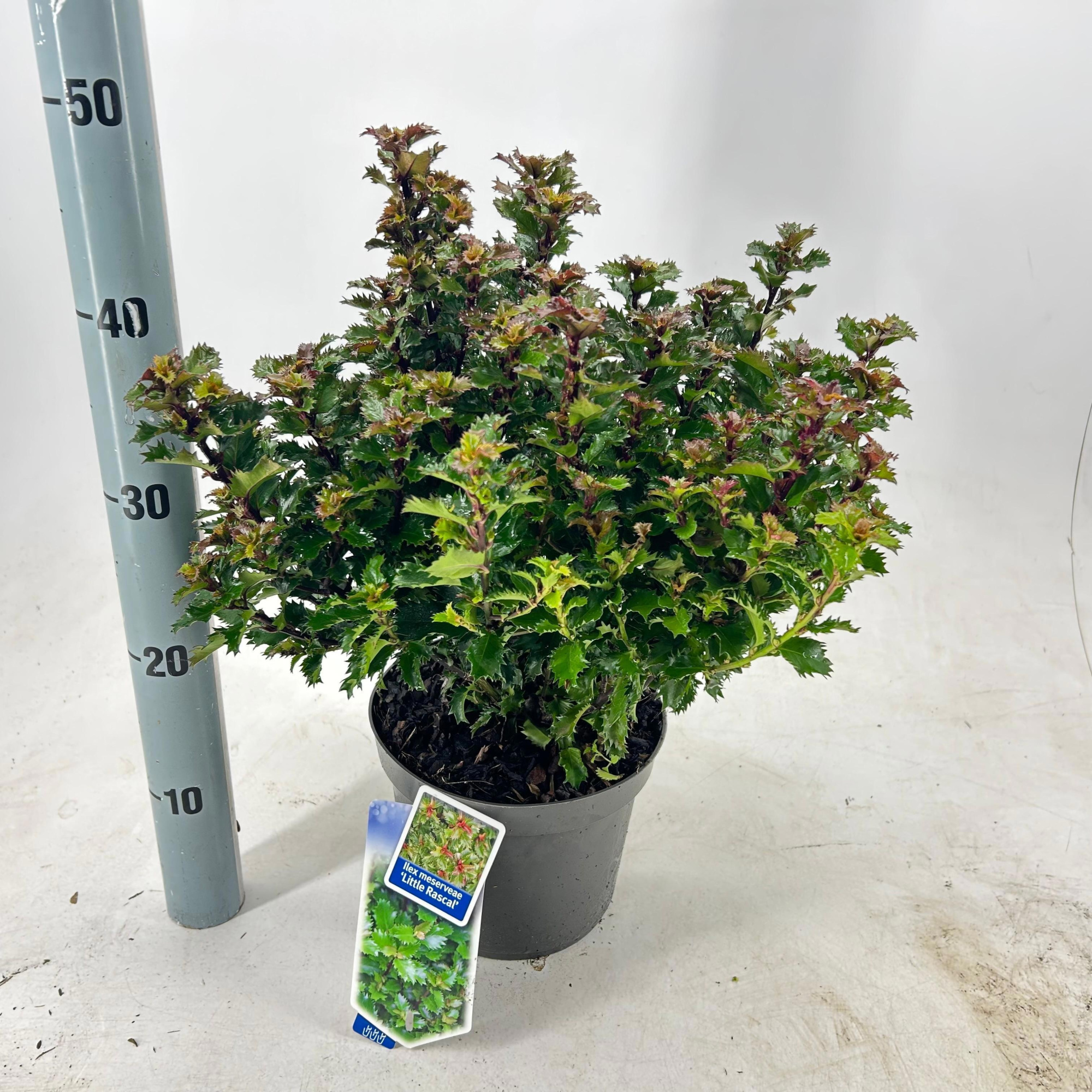 Ilex meserveae 'Little Rascal', D 19
