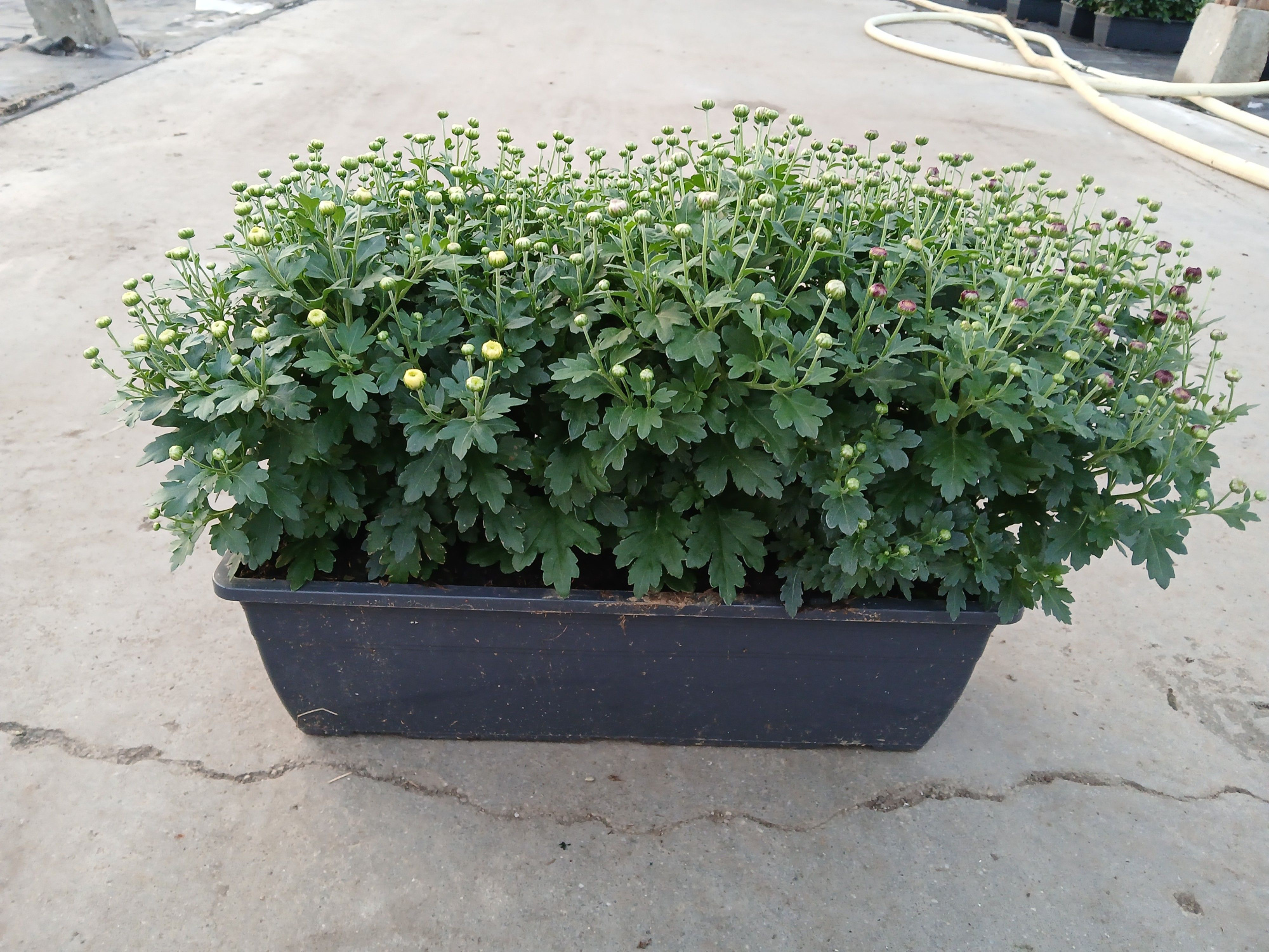 682 SV : Chrysant Trio - Carnaval bloembak 40 cm met 3 kleuren in, D 40 cm