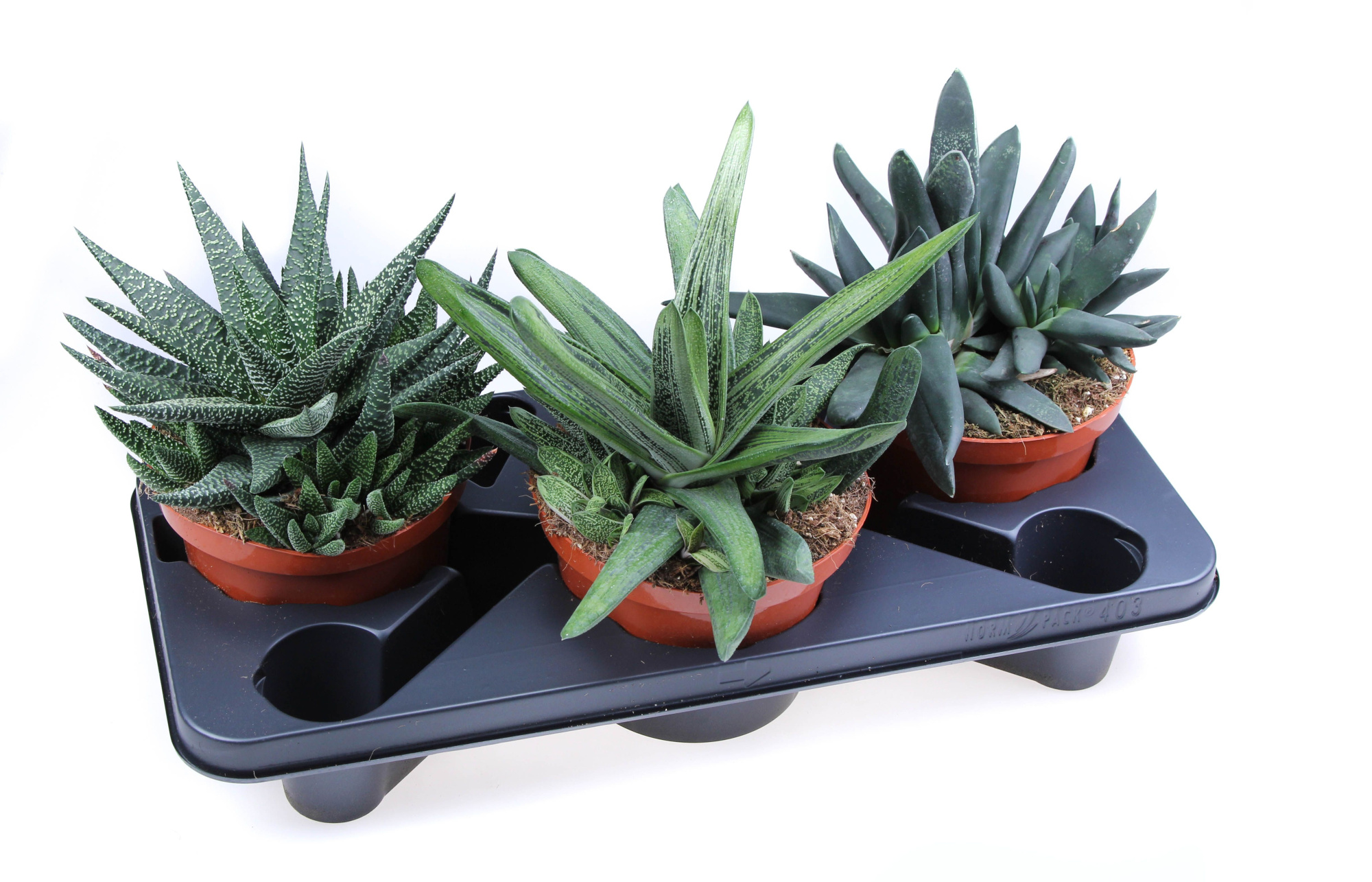 Aloe Haworthia mix, D 17 cm