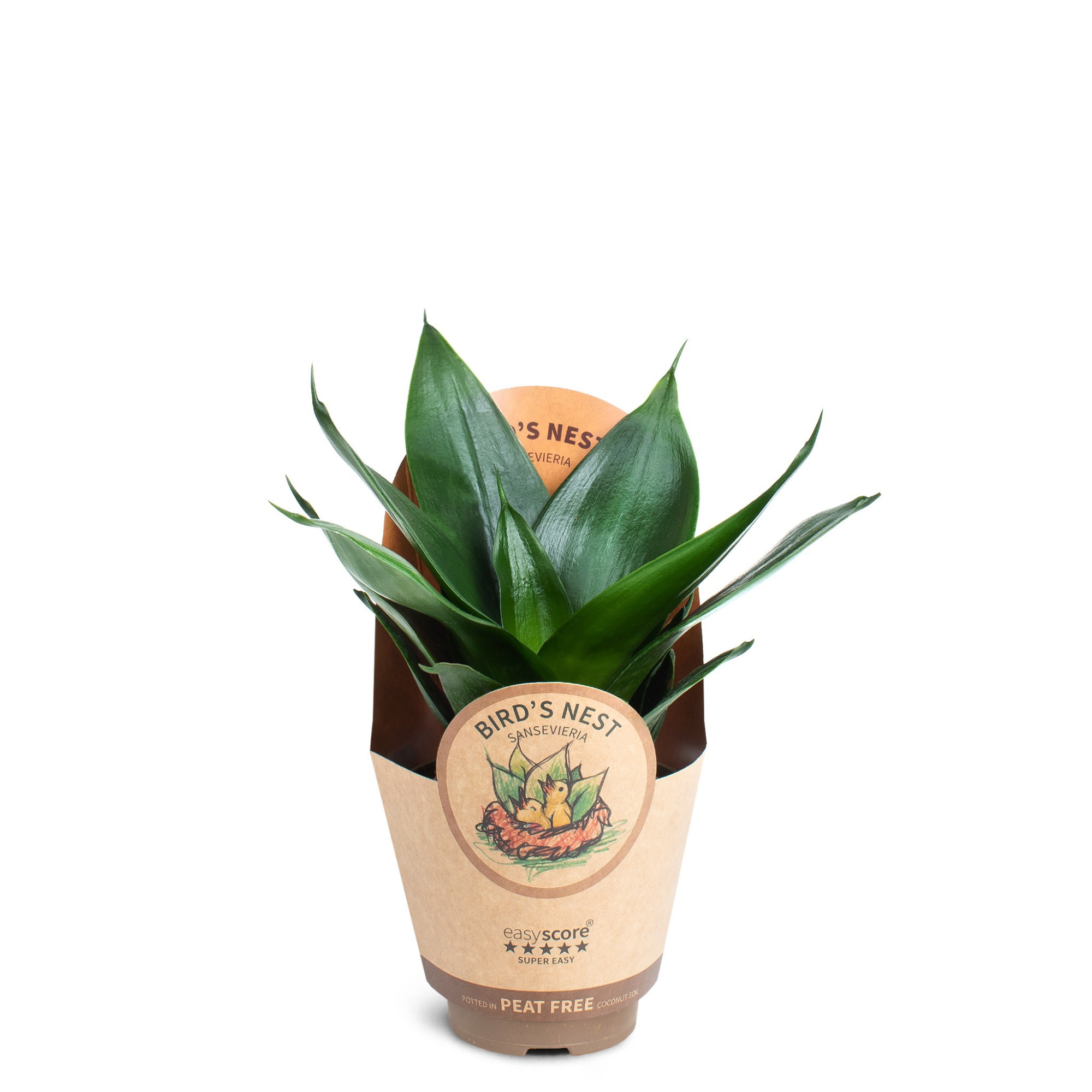 Sansevieria ´Hahnii Black´, D 9