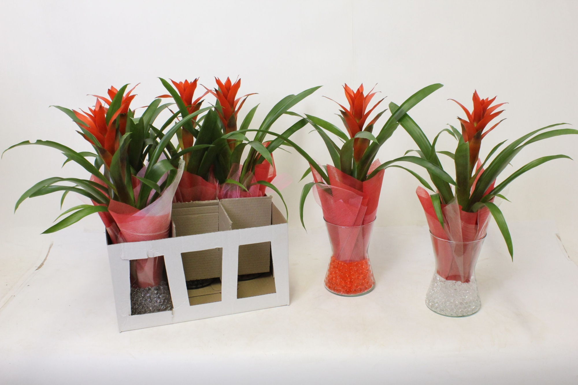 Ostara in Diablo Vaas, D 14