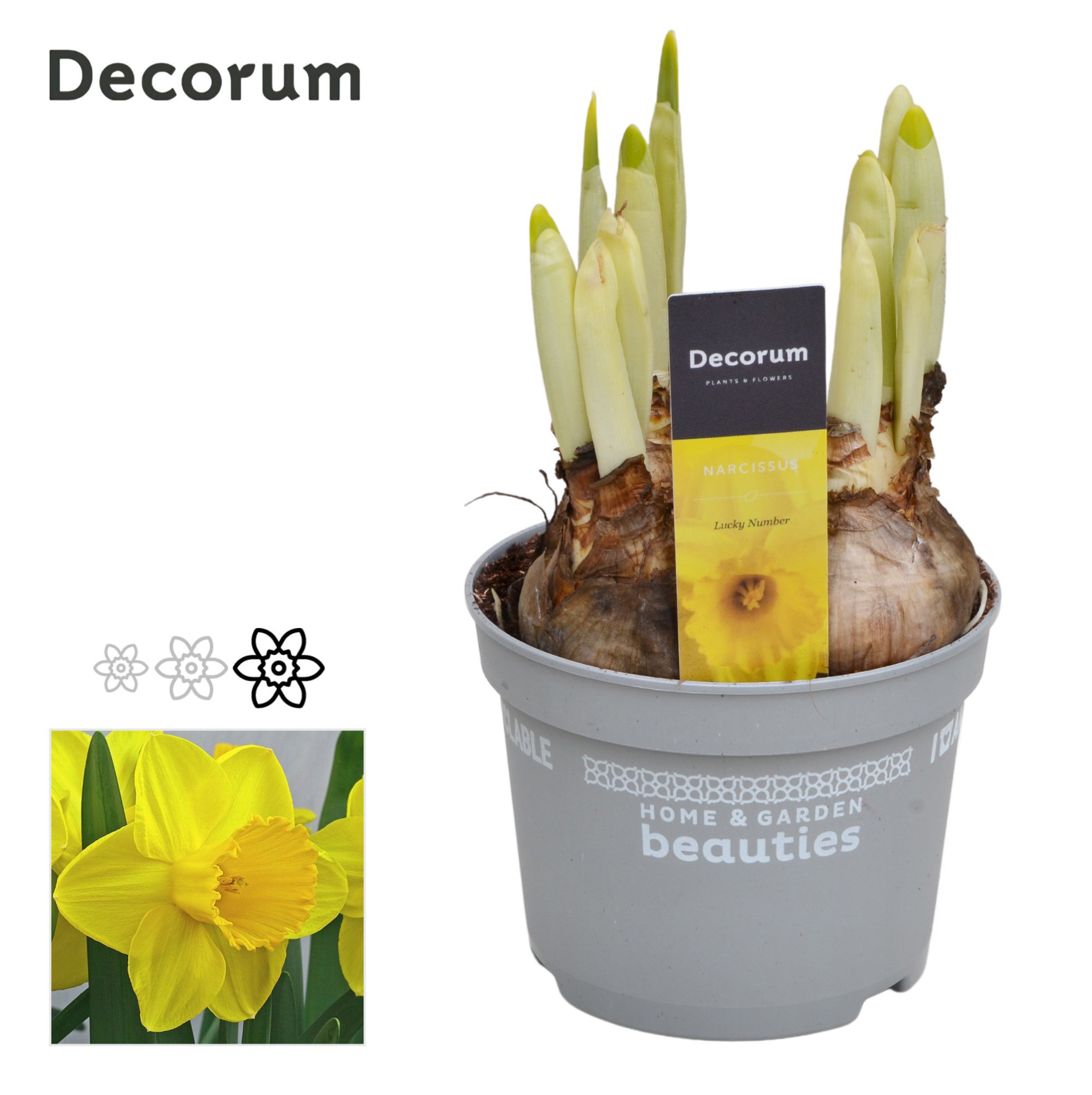 Narcis Lucky Number, D 12