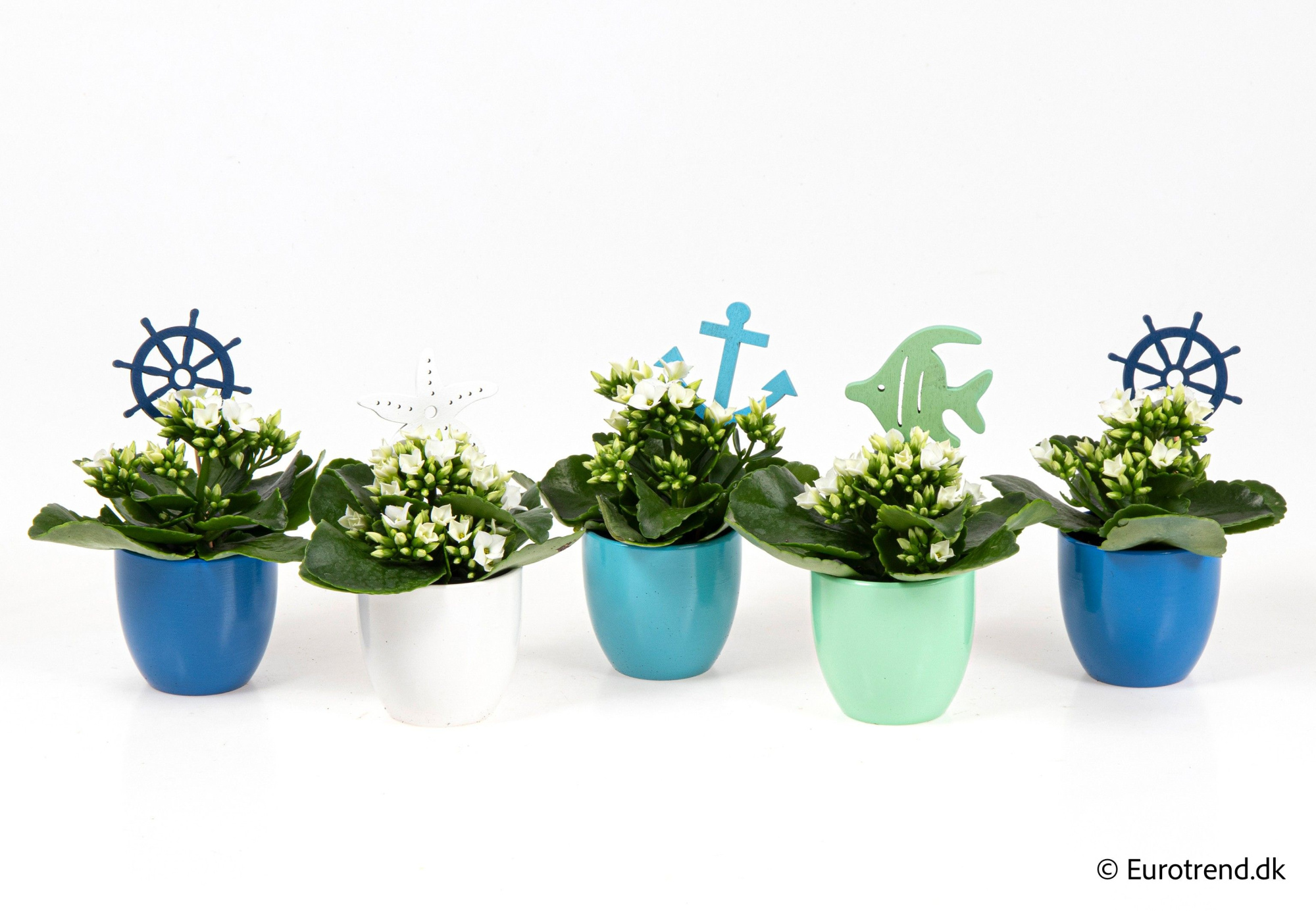 Kalanchoe in sea ceramic - Spring, Summer & Autumn 2025, D 6 cm