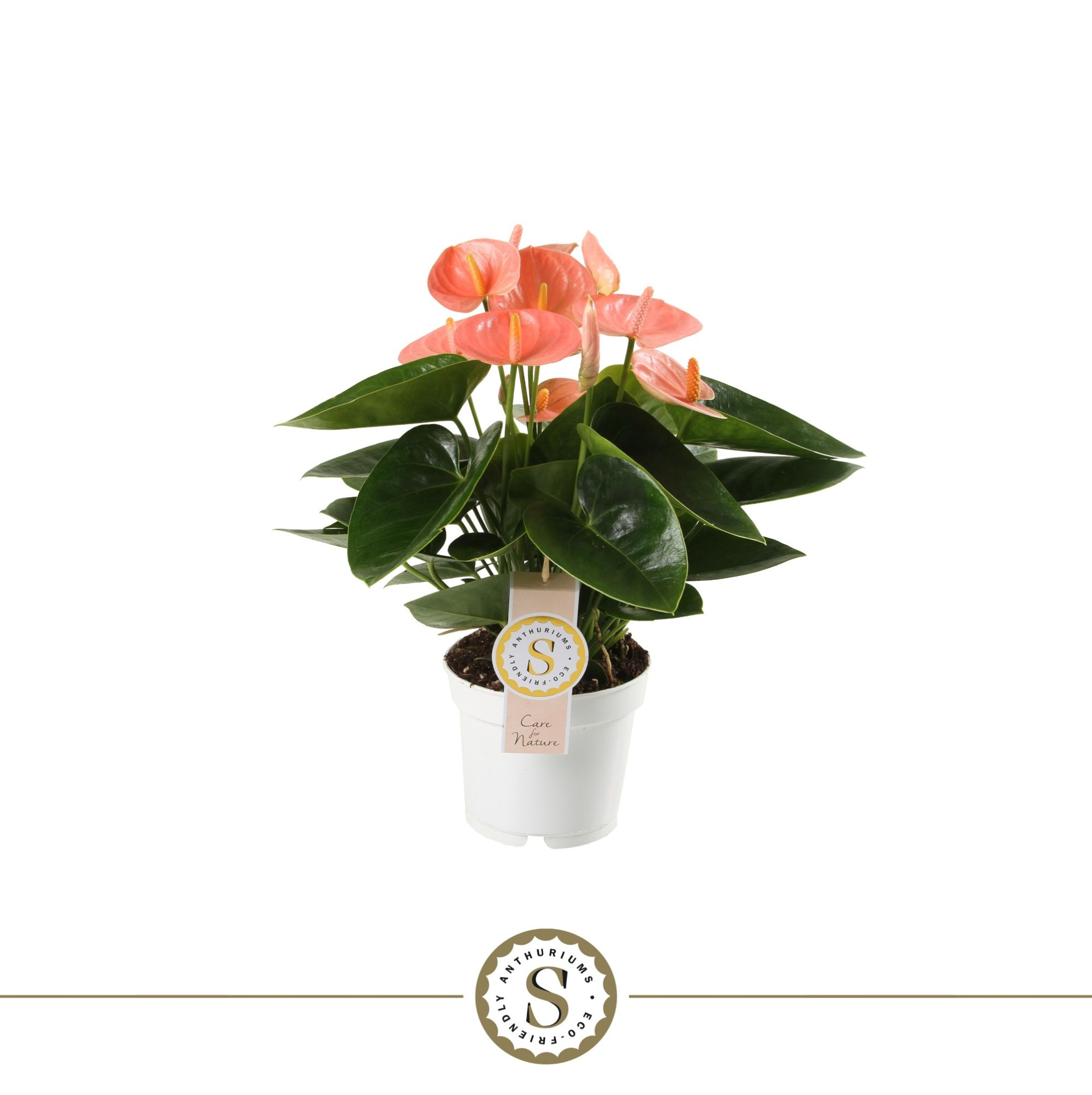 Spirit 12cm in Ecobox, D 12 cm