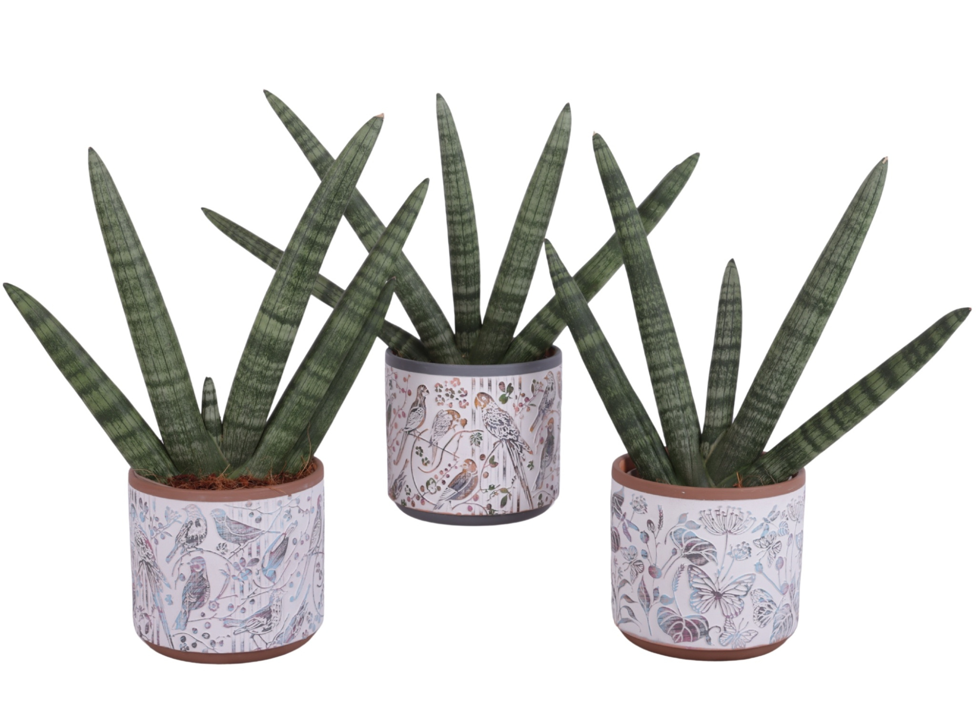 Sansevieria Cylindrica Handshake in Ø14cm Ceramic Pot Forest, D 14