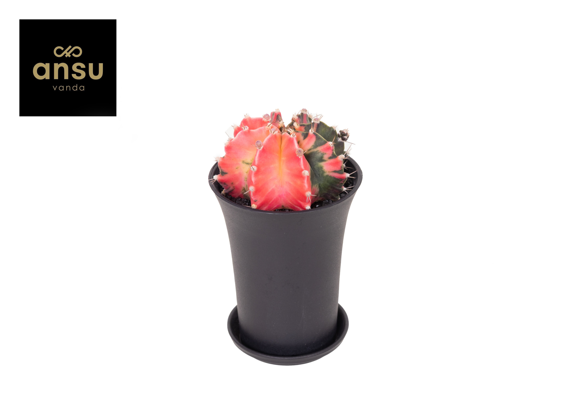 Gymno Cactus 'Variegated' Extra Colored XL, D 10 cm