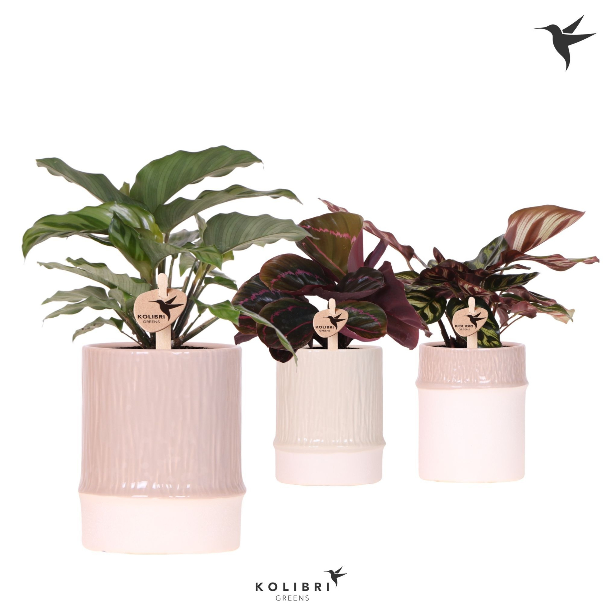 Kolibri Greens Calathea mix in Bamboo pot mix, D 9 cm
