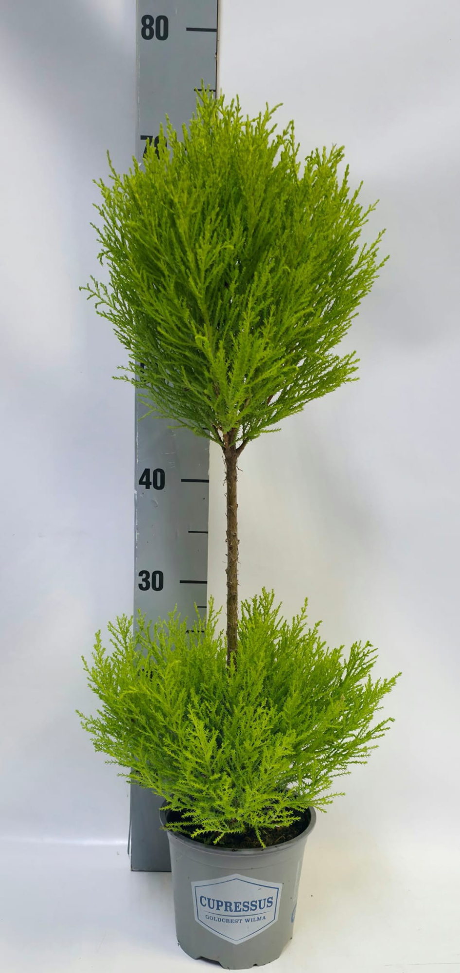Cupressus Duobol 14cm, D 14 cm