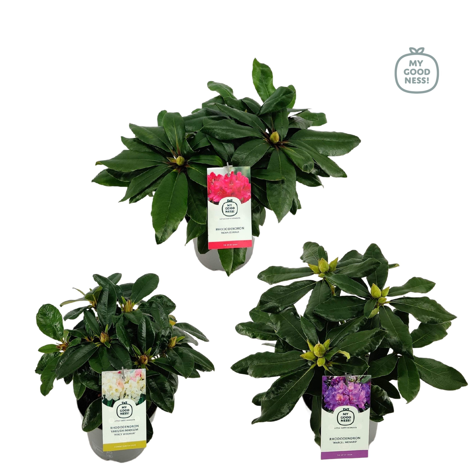 Rhododendron 15-20 /1.5 liter 'Mix CC', D 15 cm