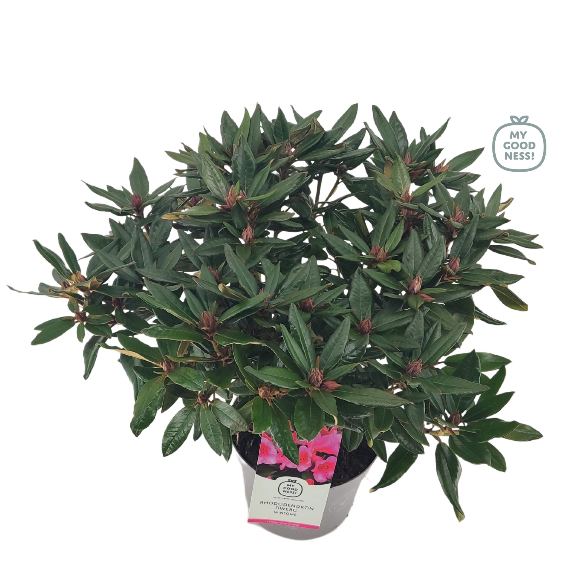 Rhododendron 30-40 /4 liter 'Winsome' dwerg, D 21 cm