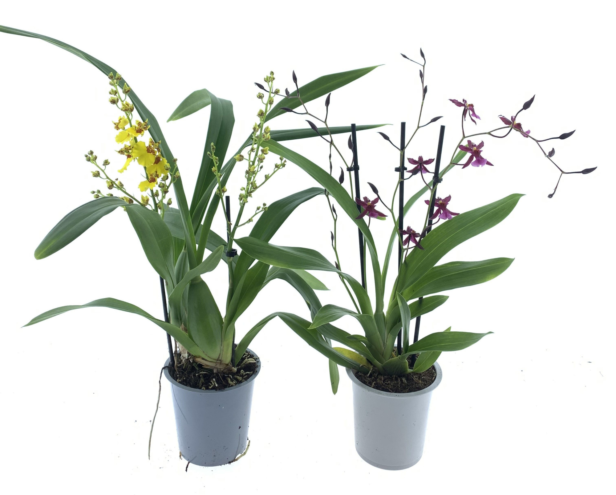 Oncidium 2-tak mix, D 12 cm