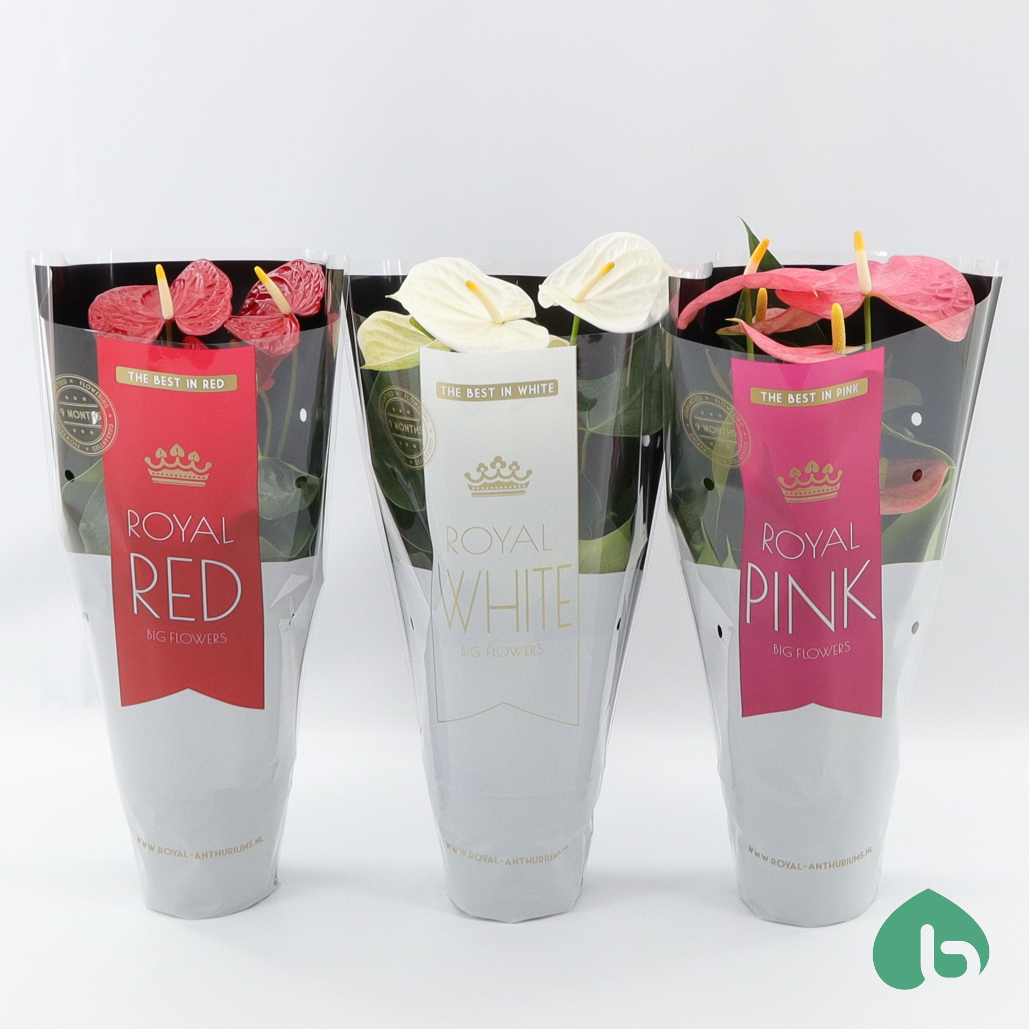 Anthurium Royal Mix ''Big Flowers'' 3 Colors, D 14 cm