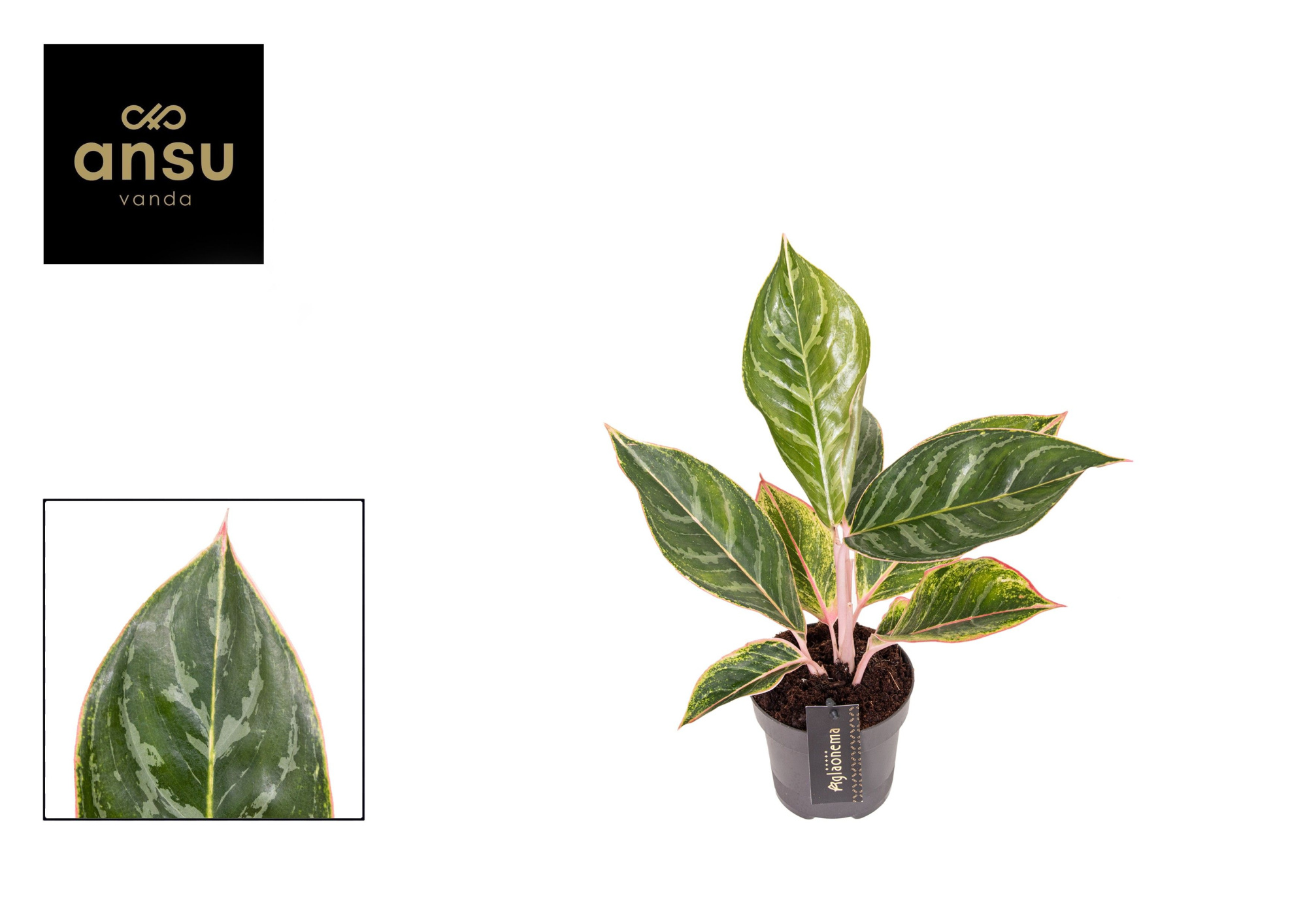 Aglaonema Jungle Shadows, D 12 cm