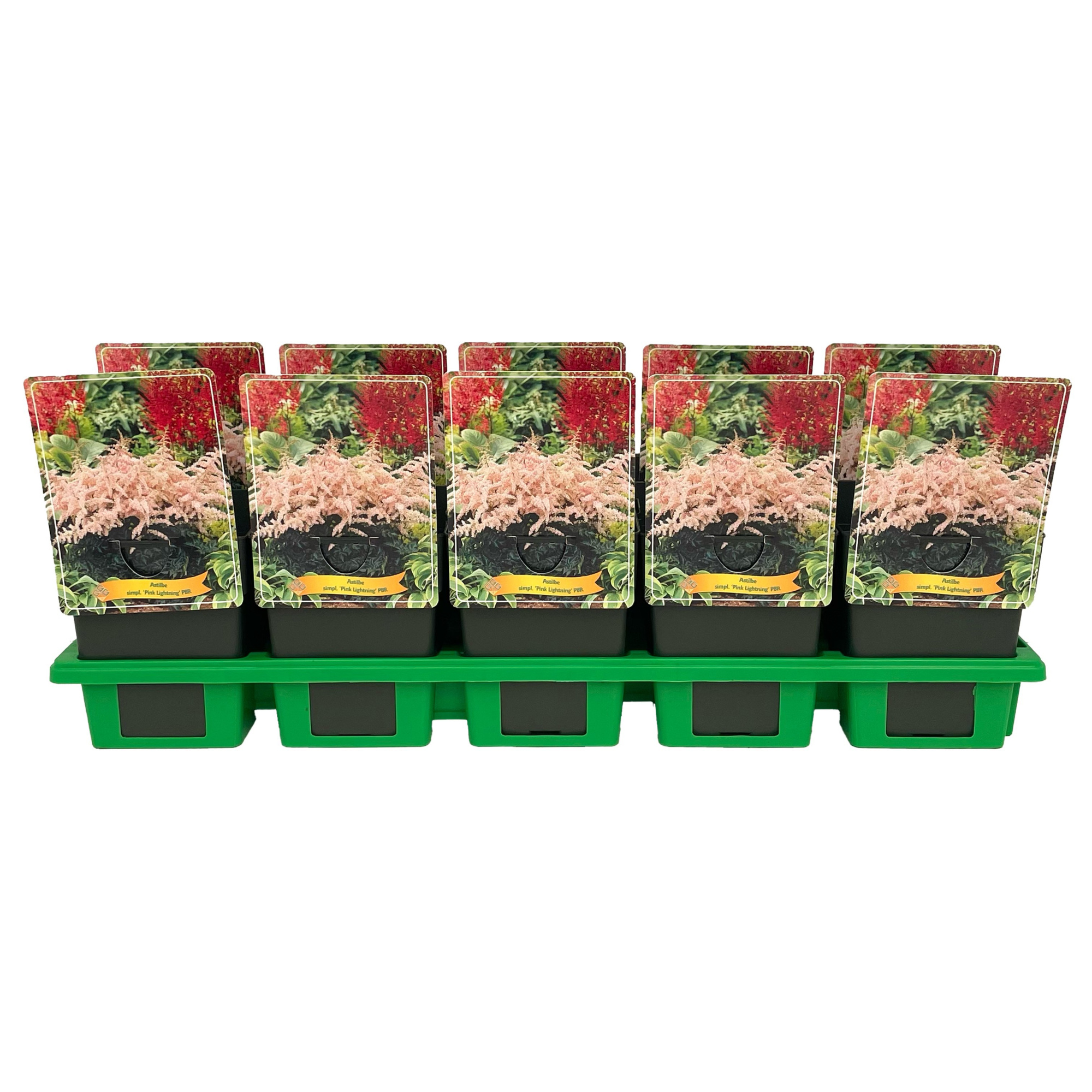 Astilbe simpl. 'Pink Lightning' PBR p11, D 11 cm