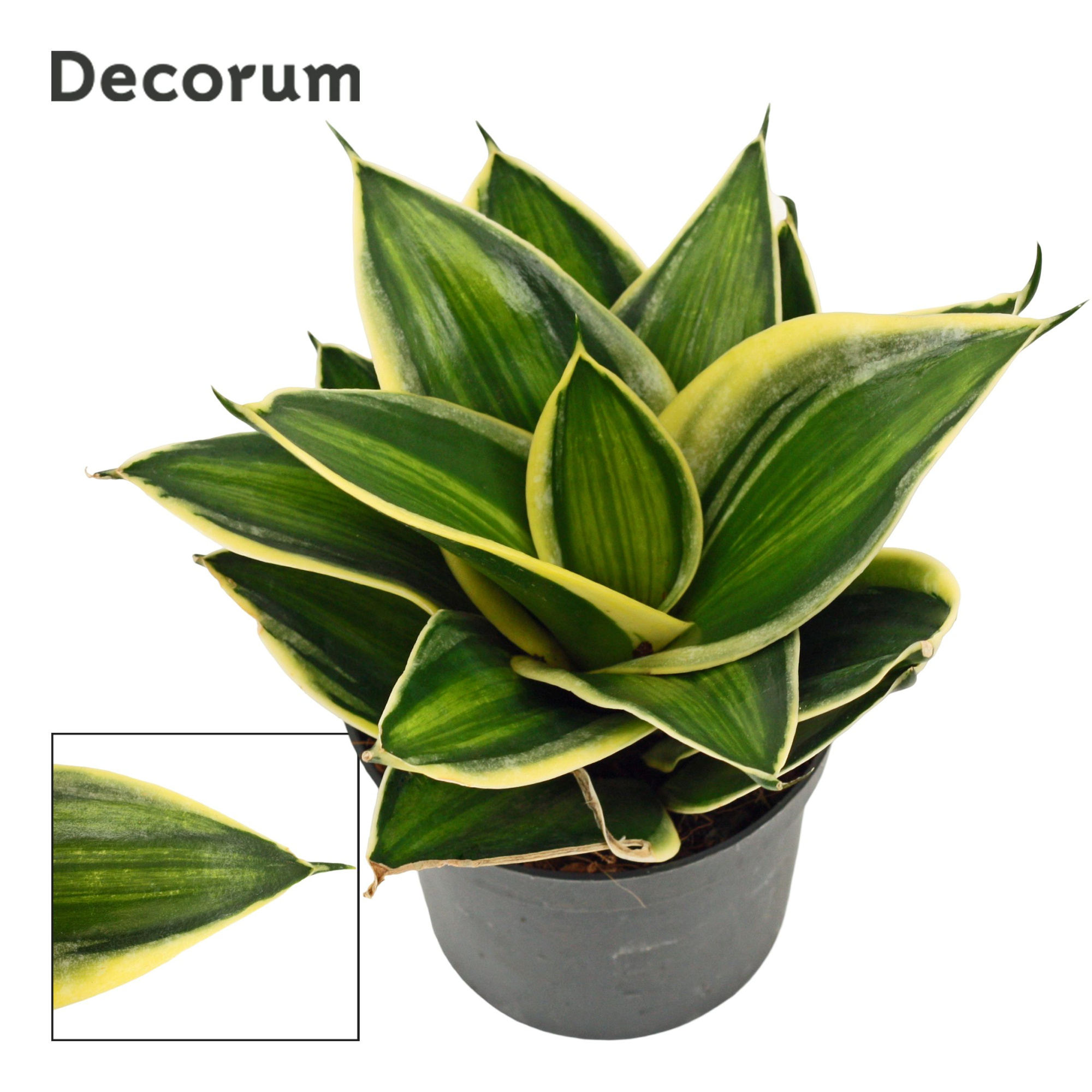 Sansevieria Hahnii 9 cm Stars & Stripes (Decorum), D 9