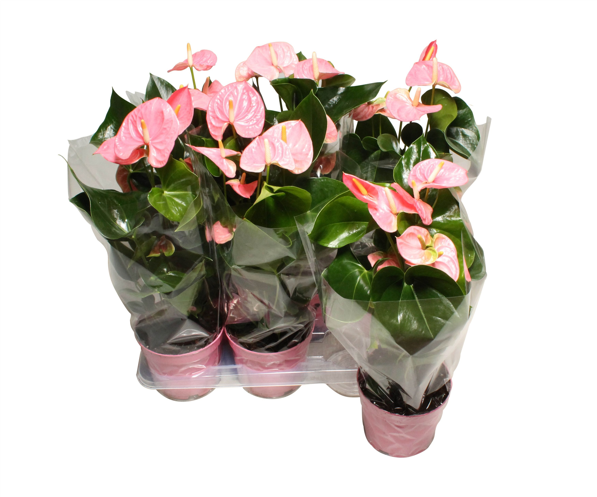 Anthurium XL.61 Sweet Leny 17cm, D 17 cm