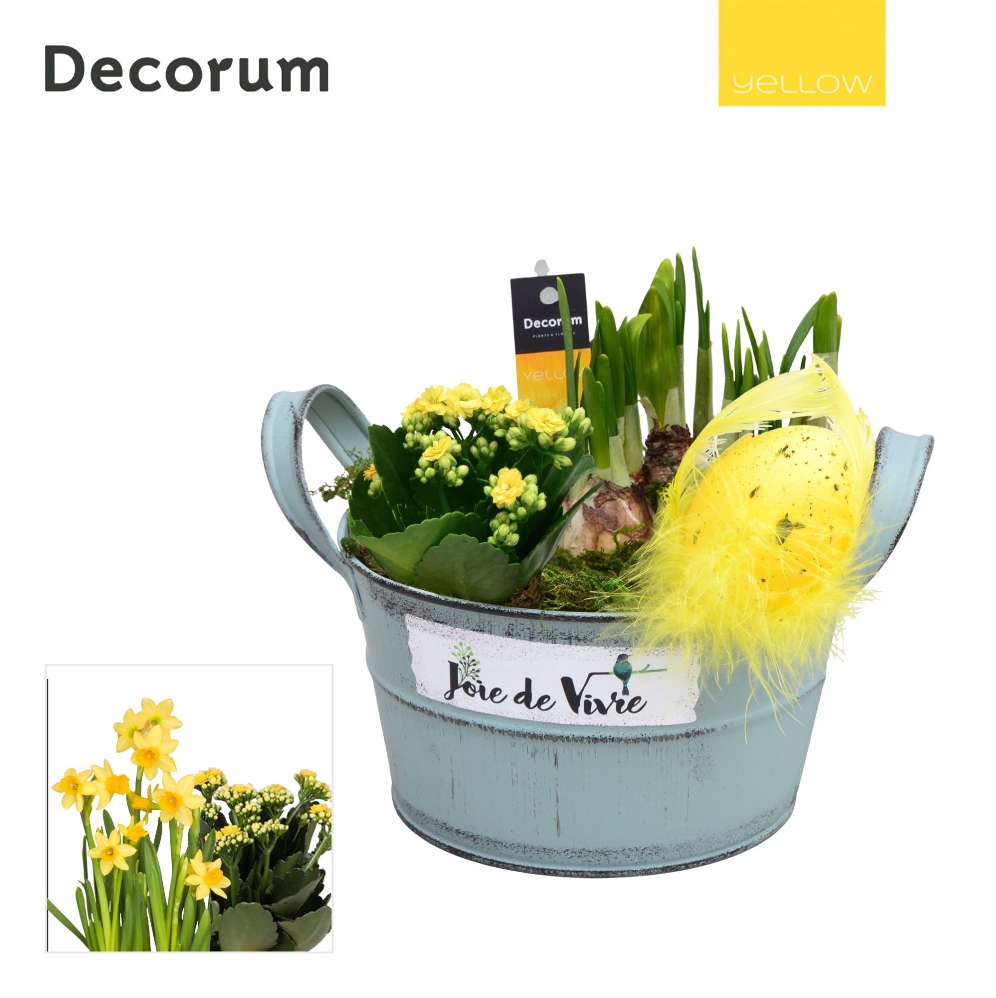 Calandiva & Narcis Joie de Vivre HL25565 [YELLOW], D 18