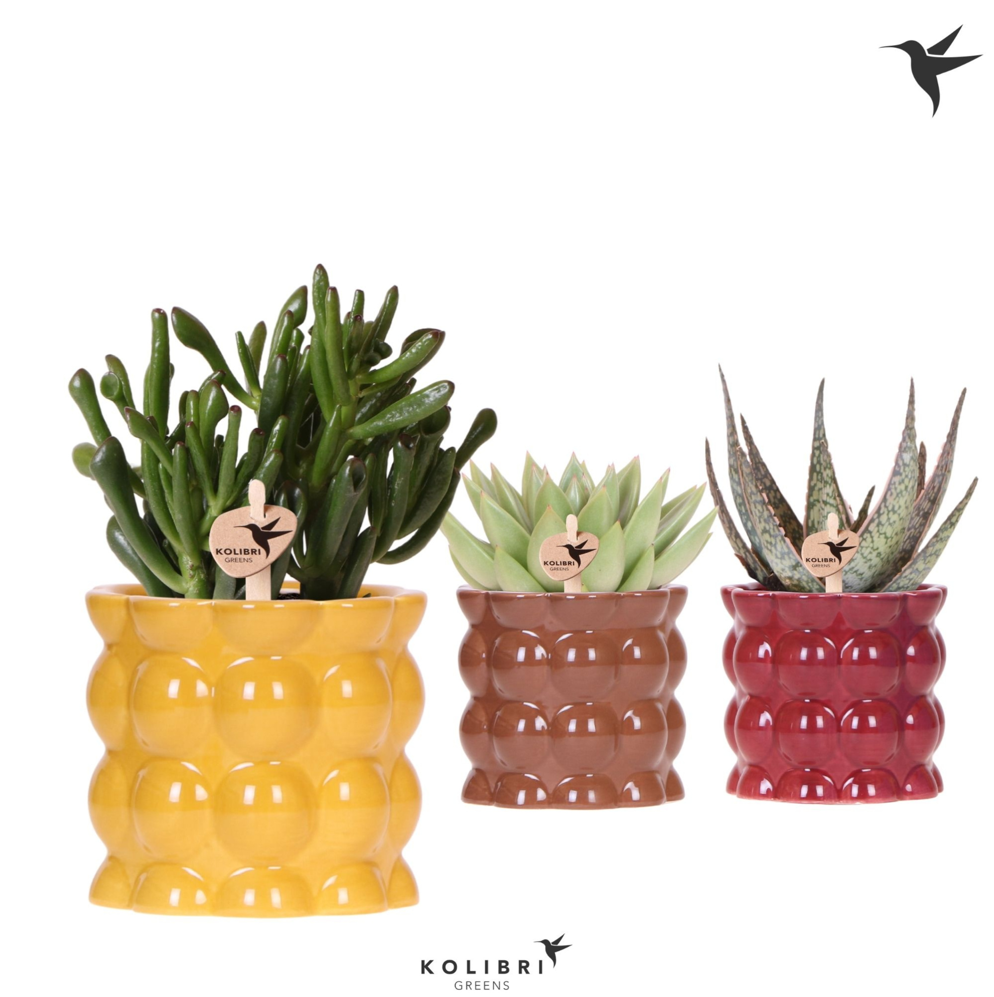 Kolibri Greens Succulenten mix in Cotton pot yellow mix, D 9 cm