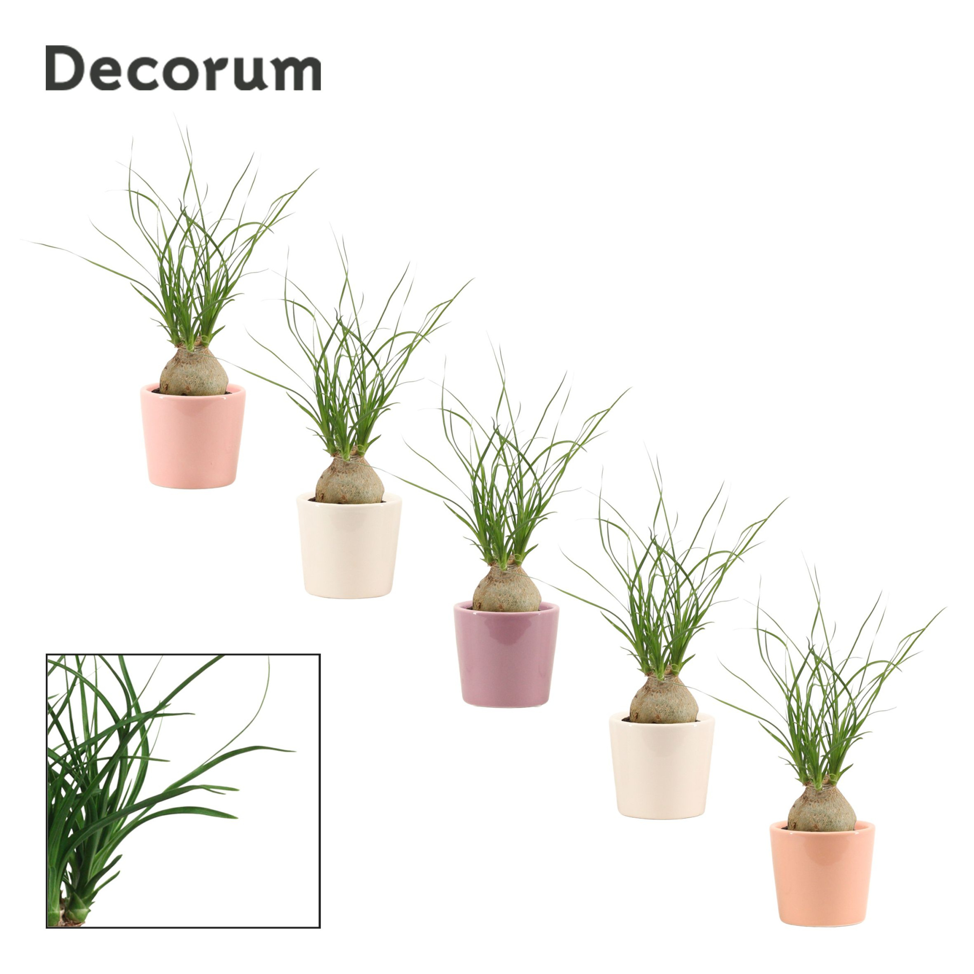 Beaucarnea bol 6 cm in Maui (Party love-collection), D 6 cm