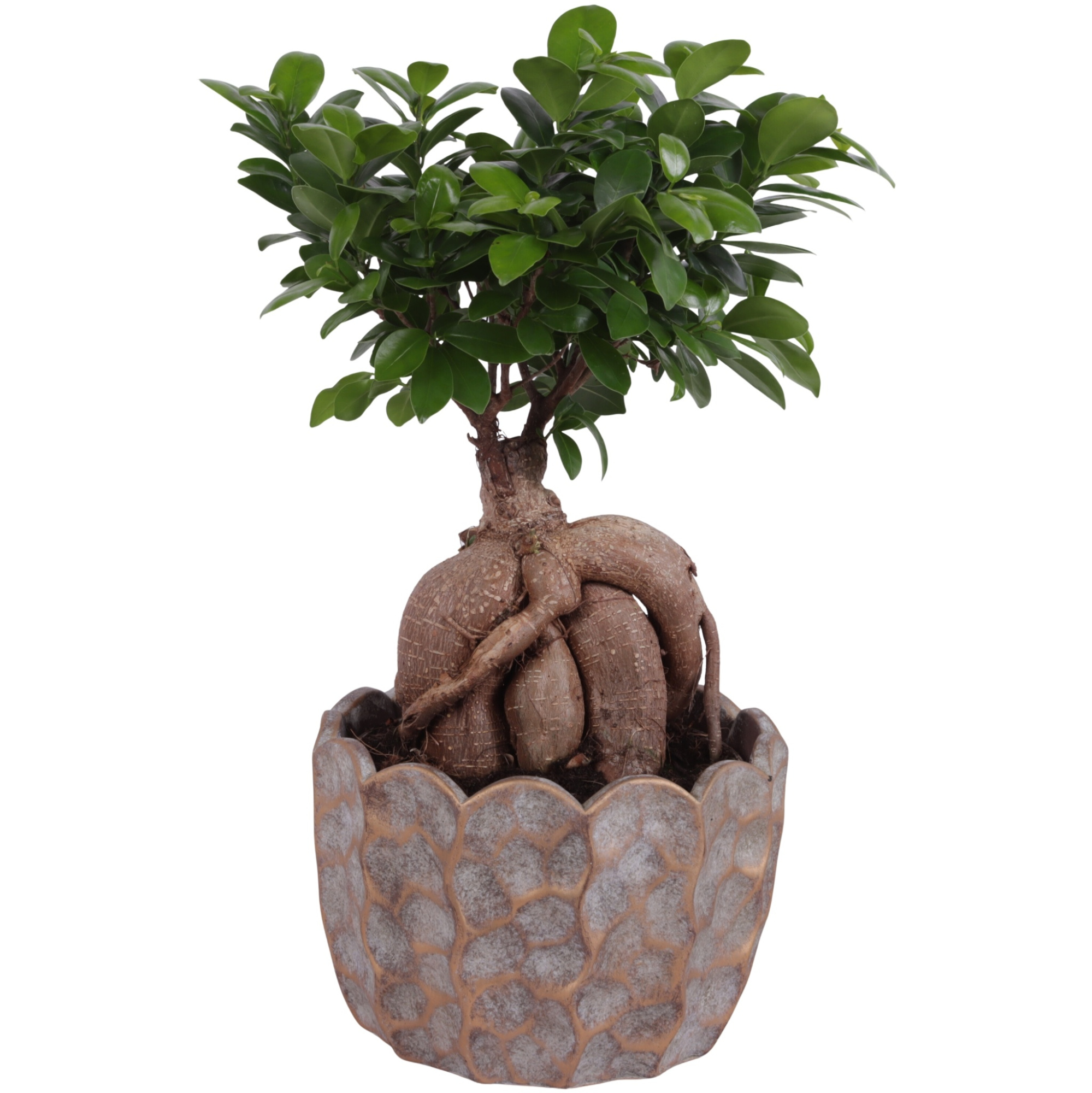 Ficus m. Ginseng Ball Shape Ø20cm in Ø24cm Ceramic PL670, D 24