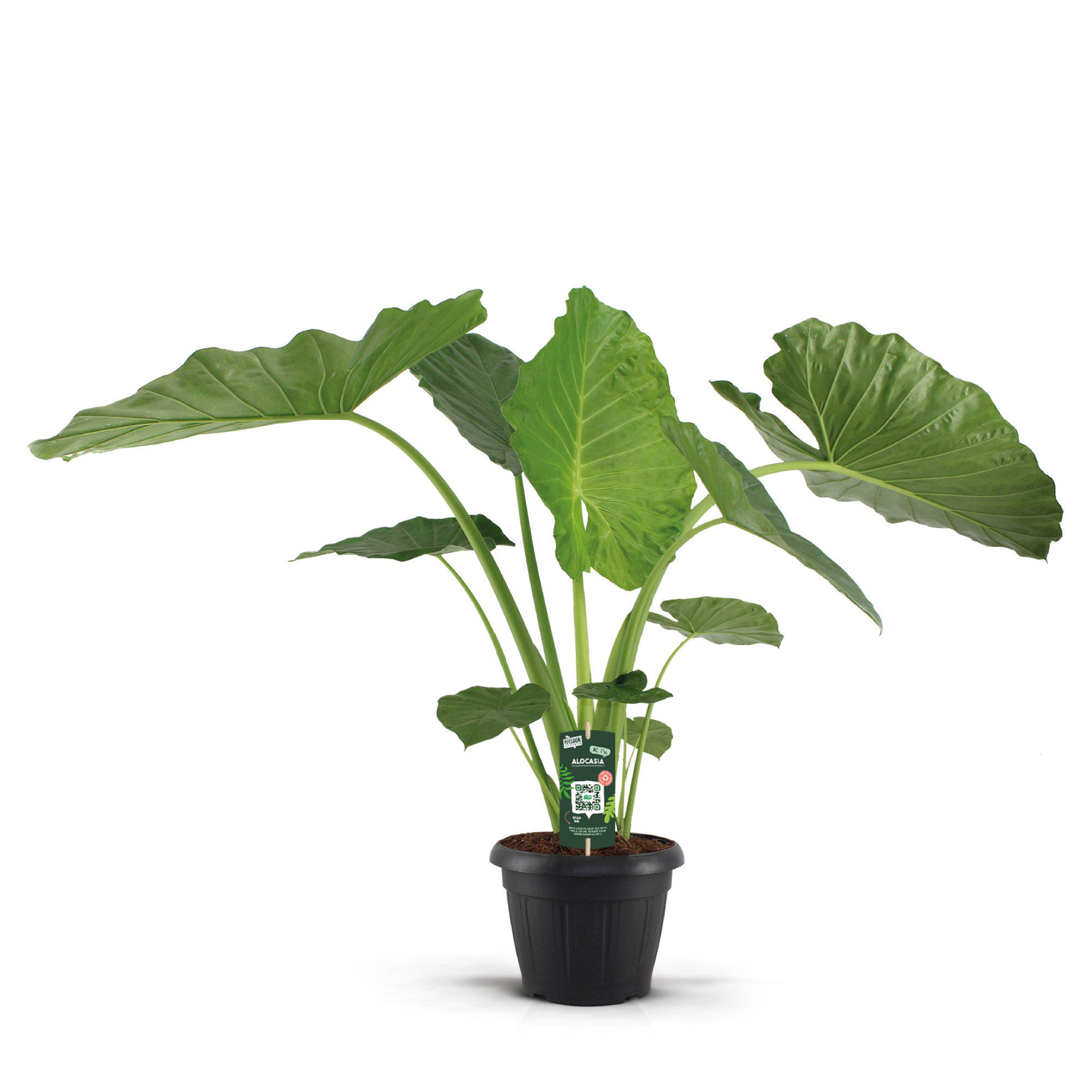Alocasia Macrorrhiza 35c, D 35 cm