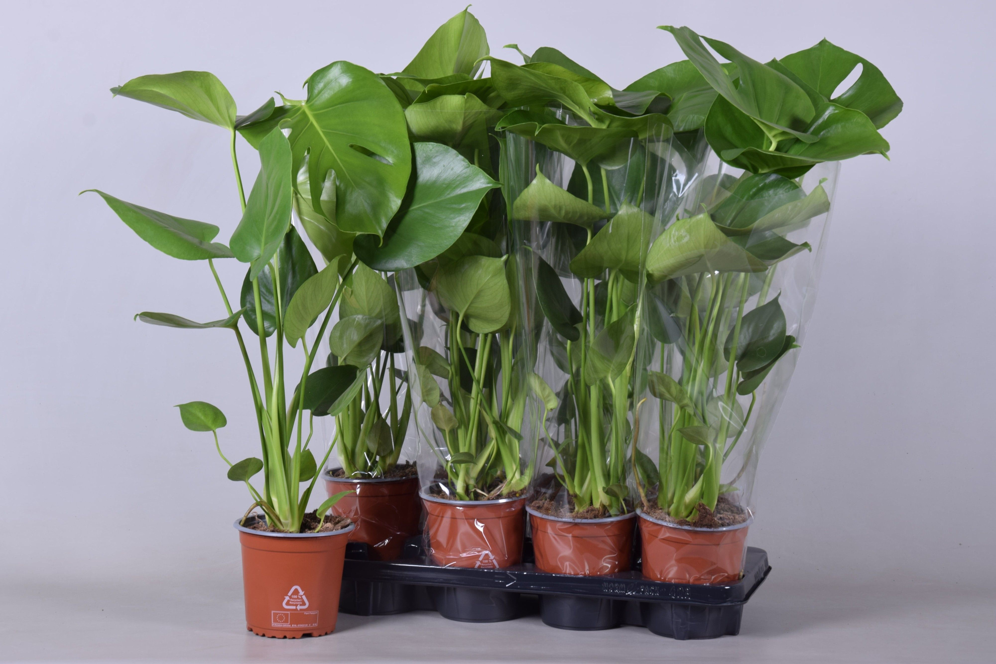 monstera pot 14 cm, D 14 cm