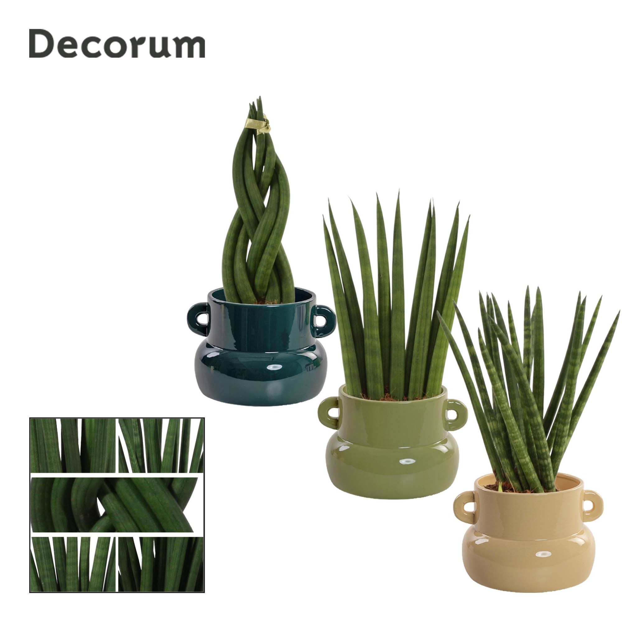 Sansevieria Cylindrica 9 cm mix in Lucy (Top blend-collection), D 9 cm