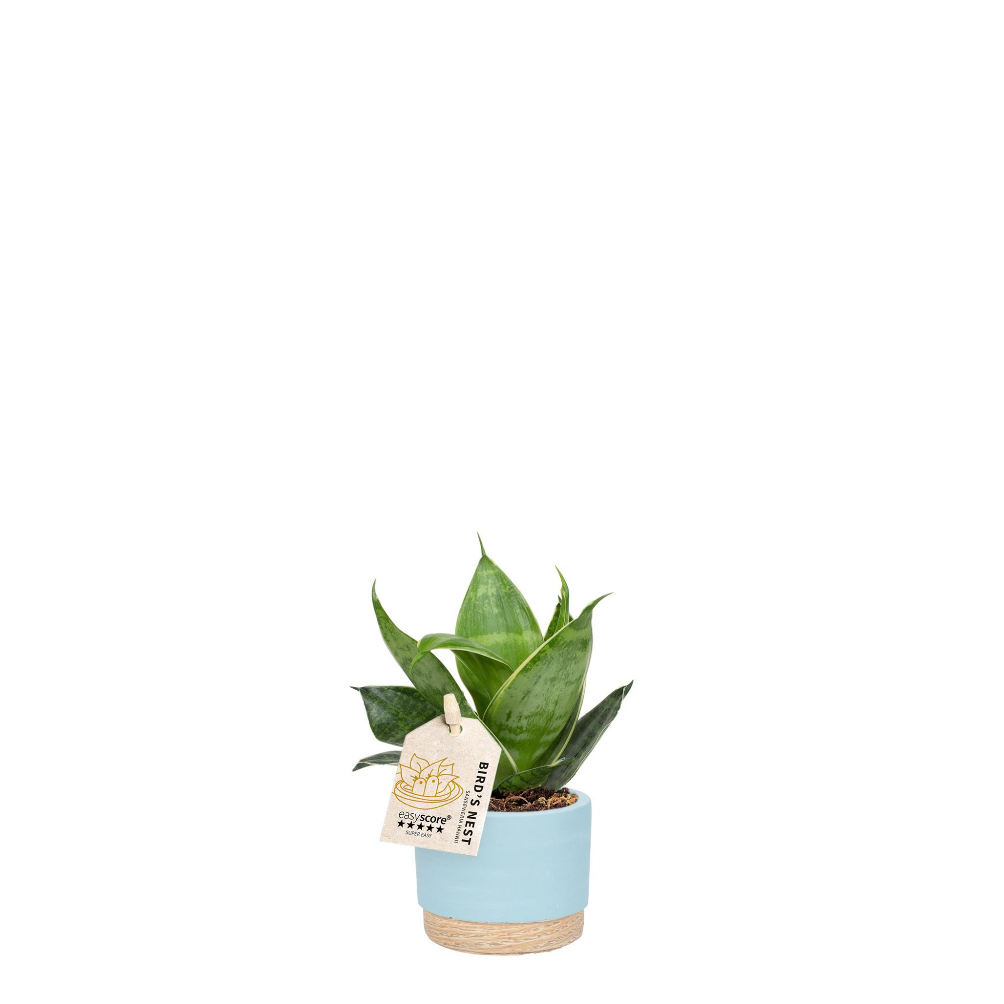 Woodbase Sky Blue, Sansevieria hahnii, D 7 cm