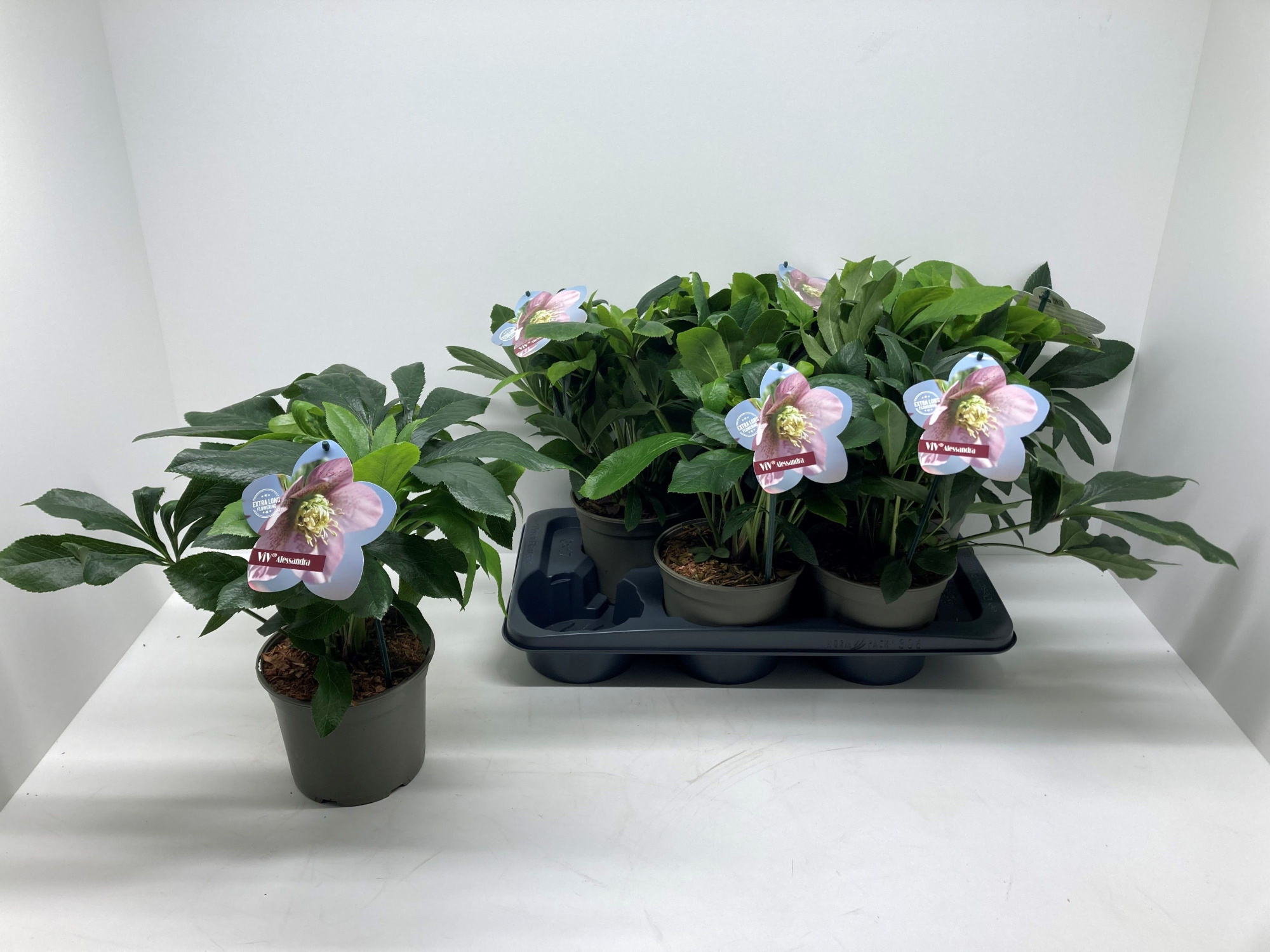 Helleborus orientalis 'ViV Alessandra', D 17 cm