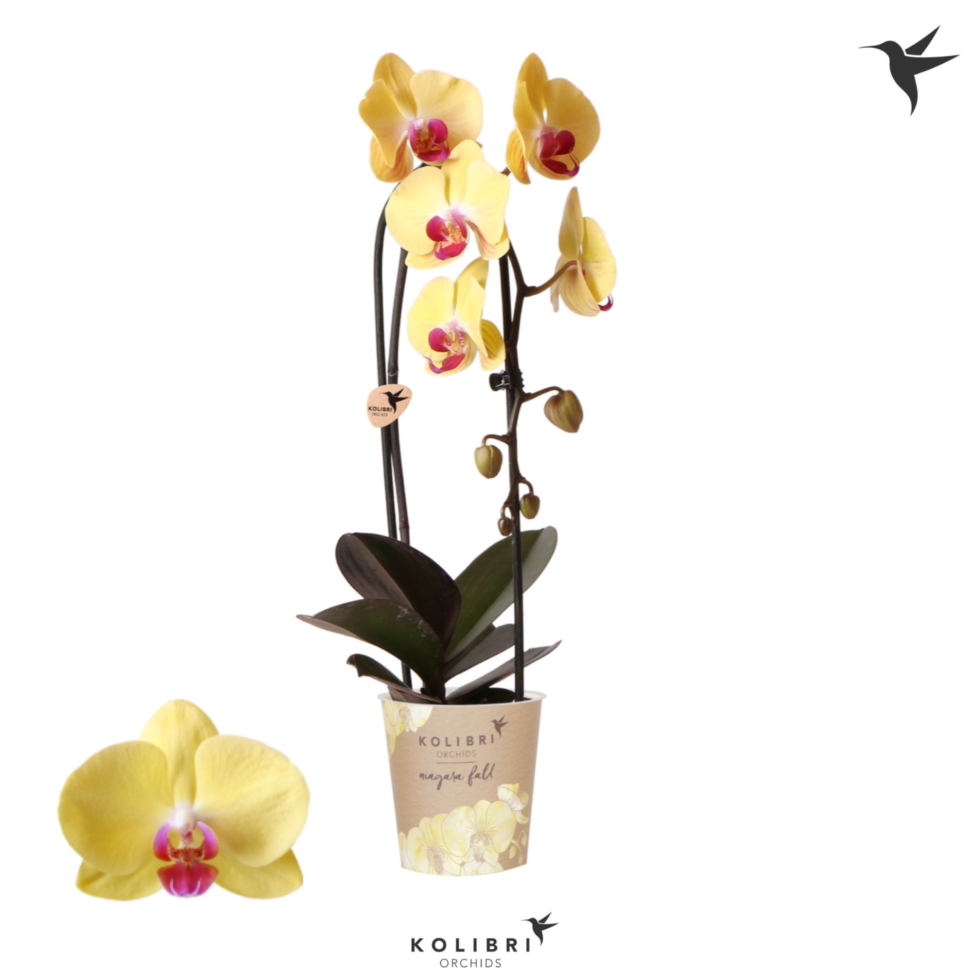 Kolibri Orchids Cascade Niagara Fall yellow 1 spike, D 12 cm