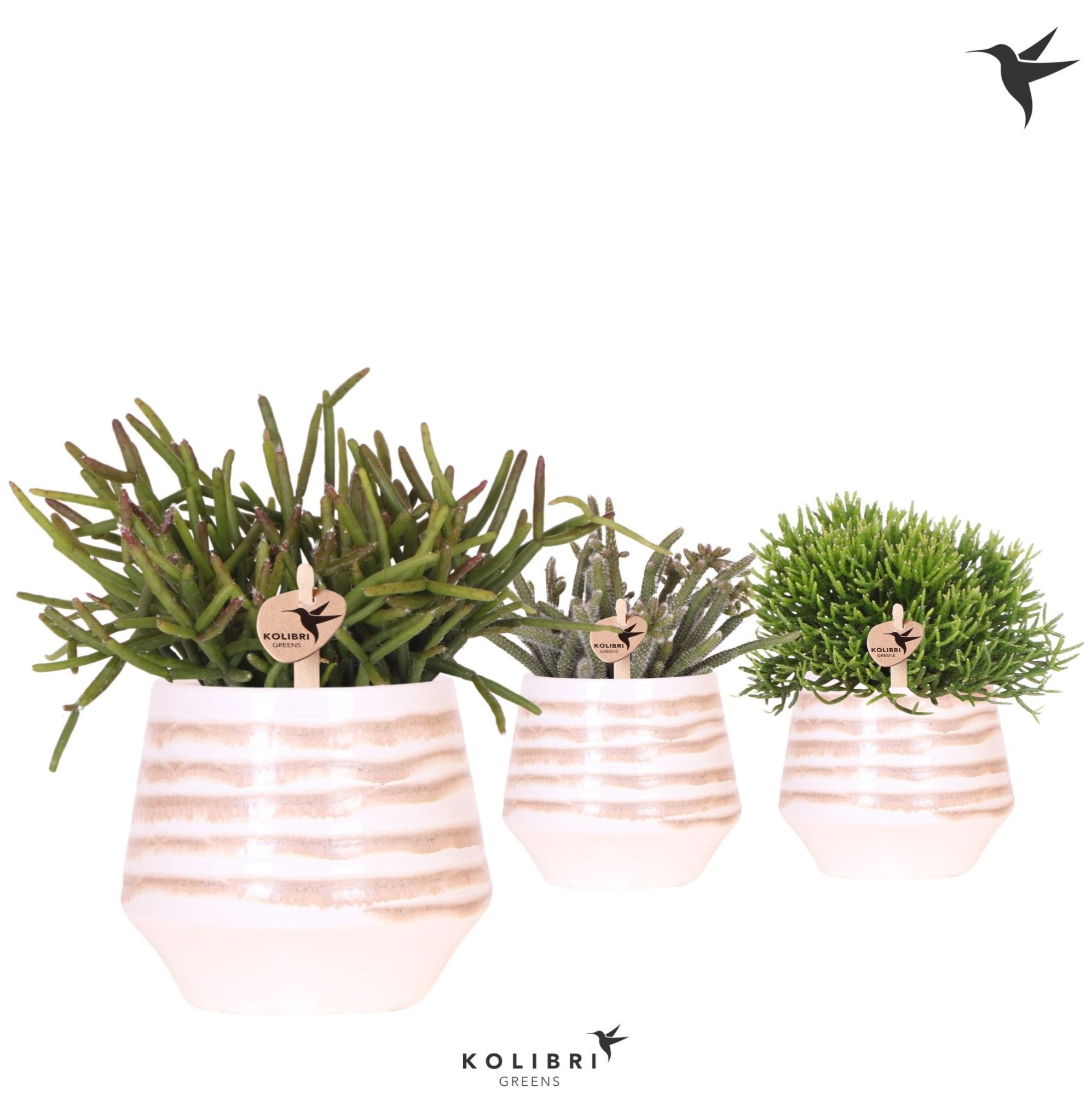 Kolibri Greens Rhipsalis mix in Moonstone pot white, D 9 cm