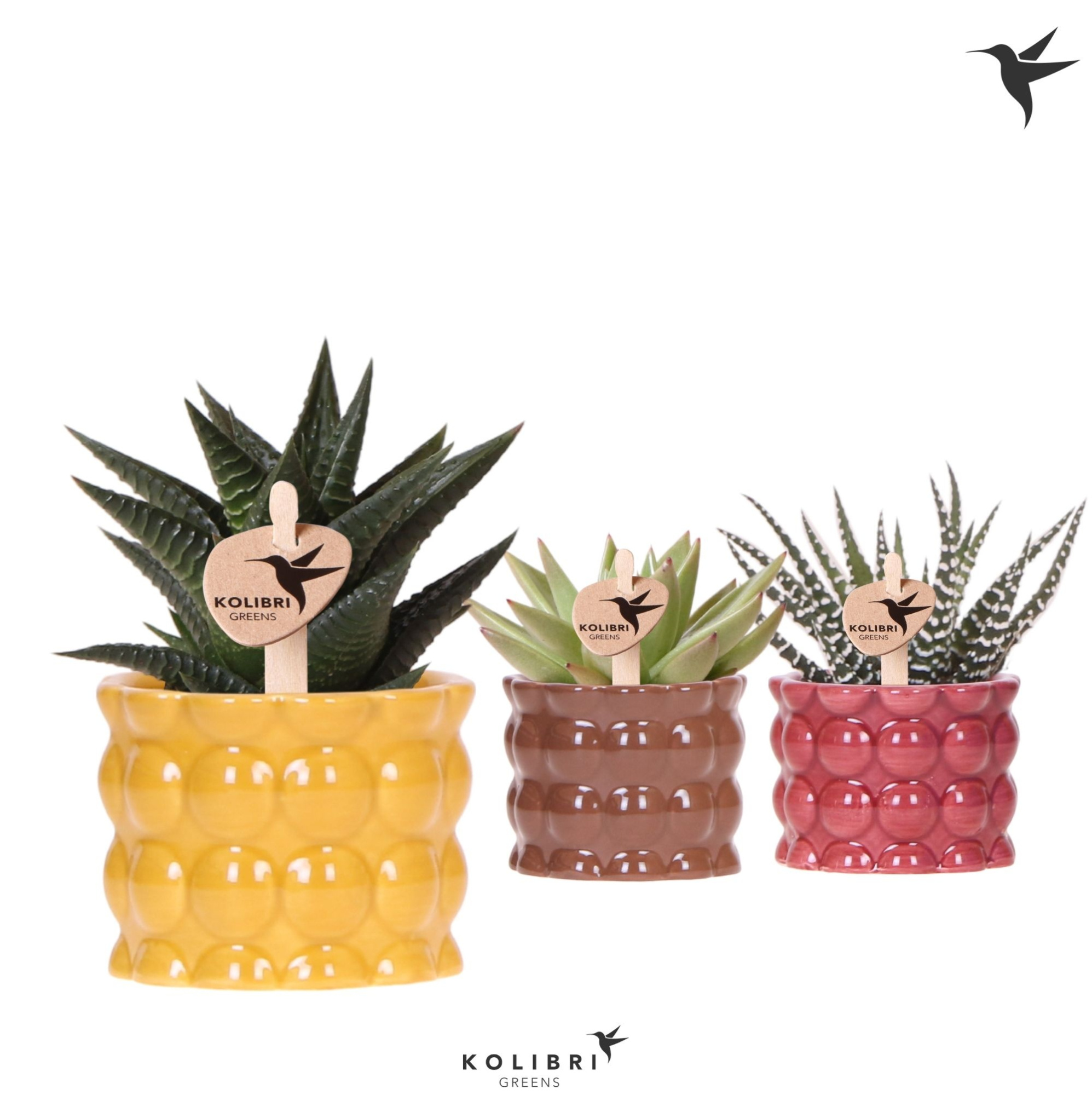Kolibri Greens Succulenten mix in Cotton pot yellow mix, D 6 cm