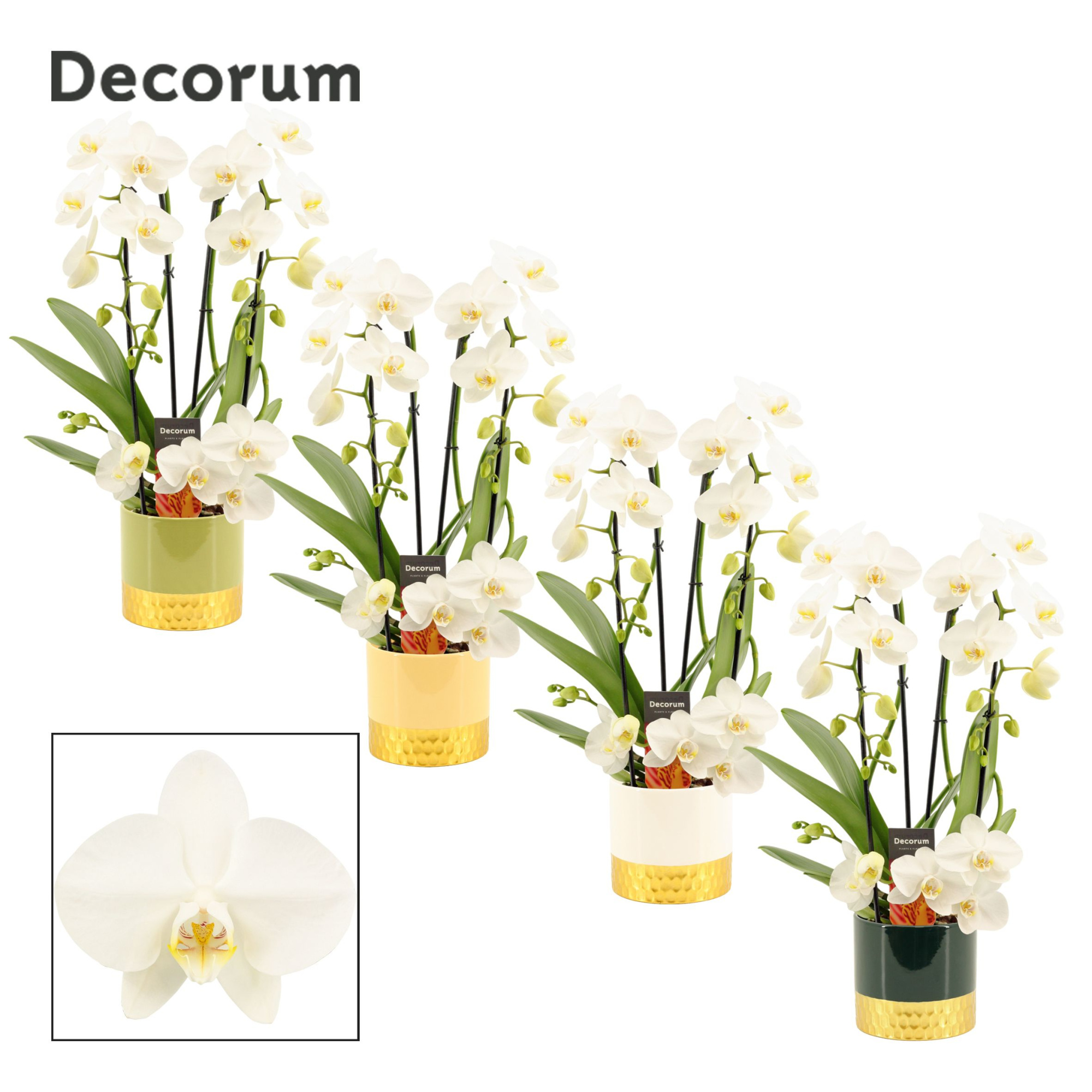 Phalaenopsis twirl wit in Frederique (Top blend-collection), D 12 cm