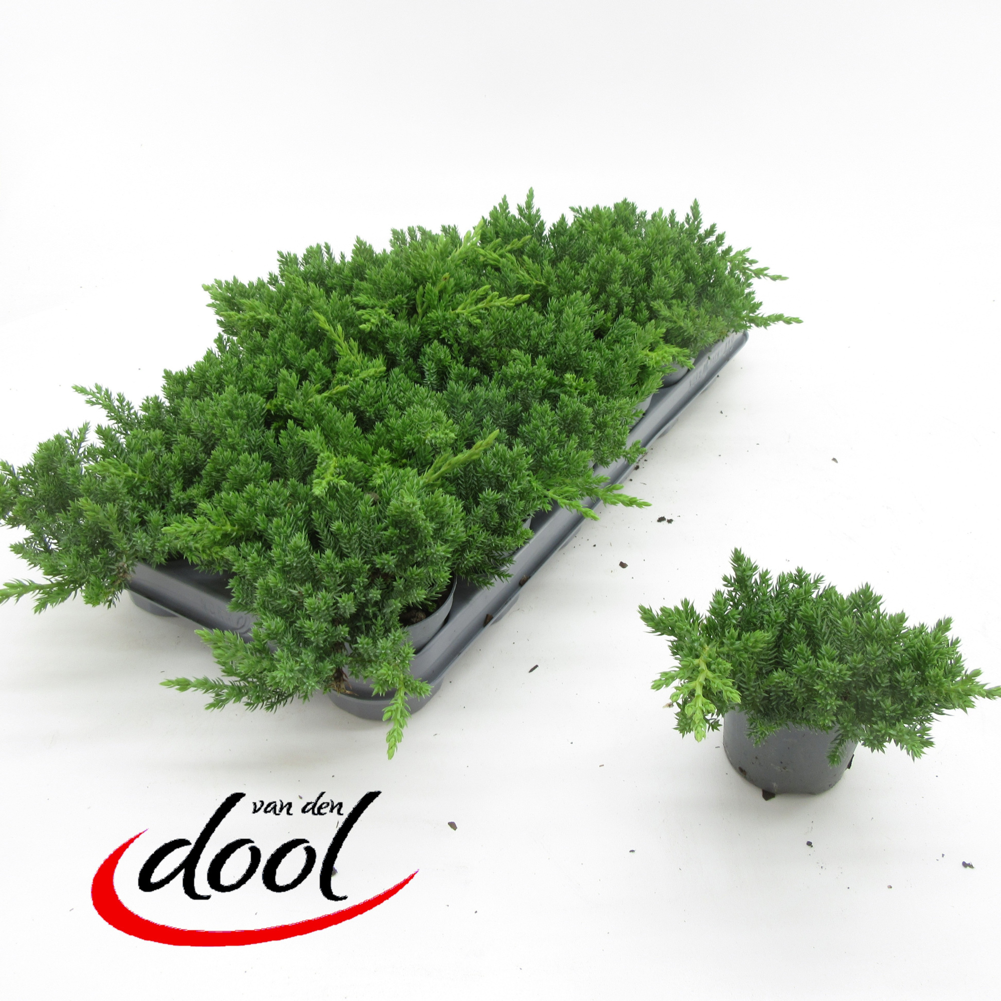 Juniperus proc Nana, D 9 cm